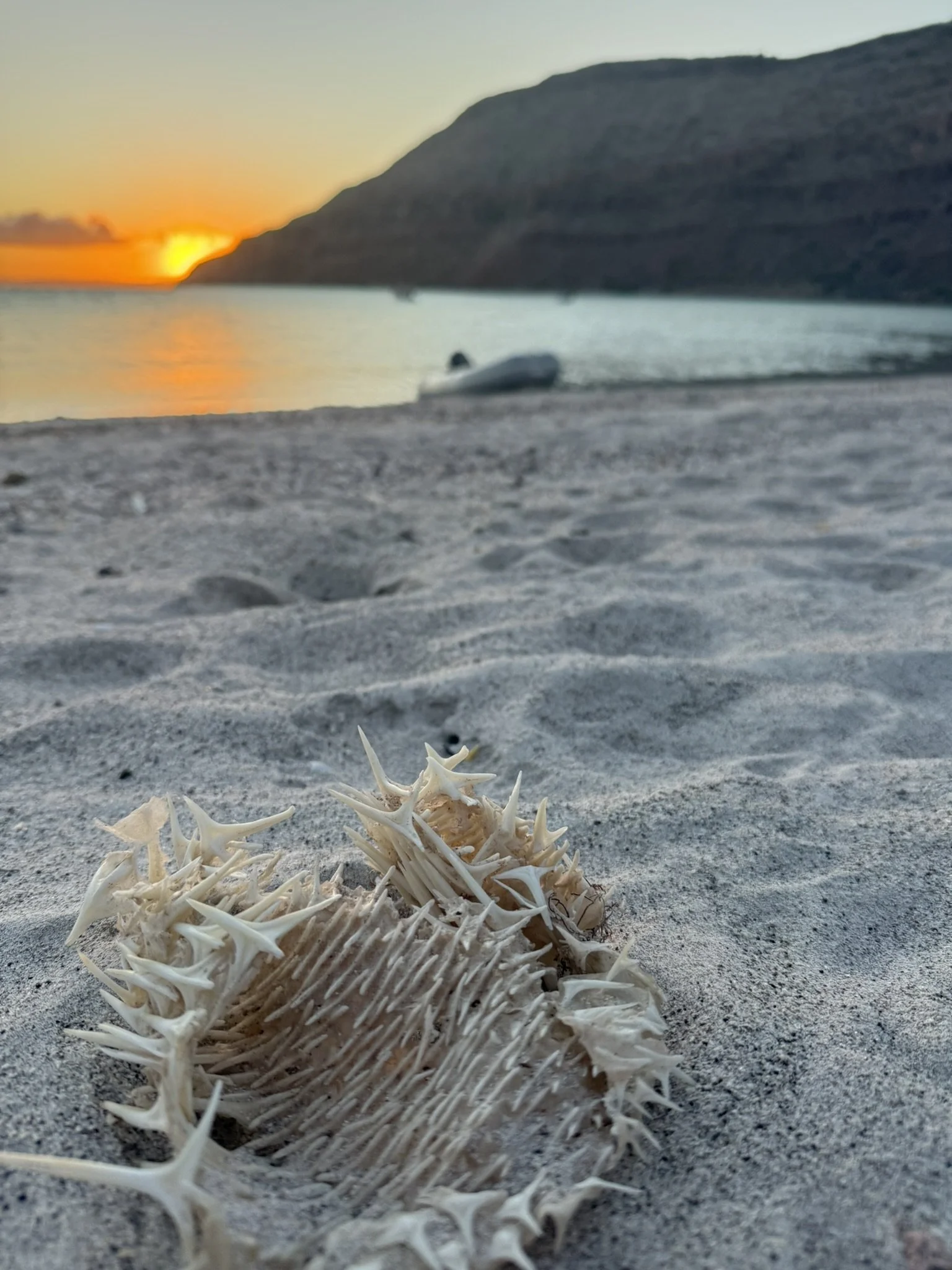 A seashell and spiky coral on sand in the foreground, with a blurred ocean and mountain landscape at sunset in the background.