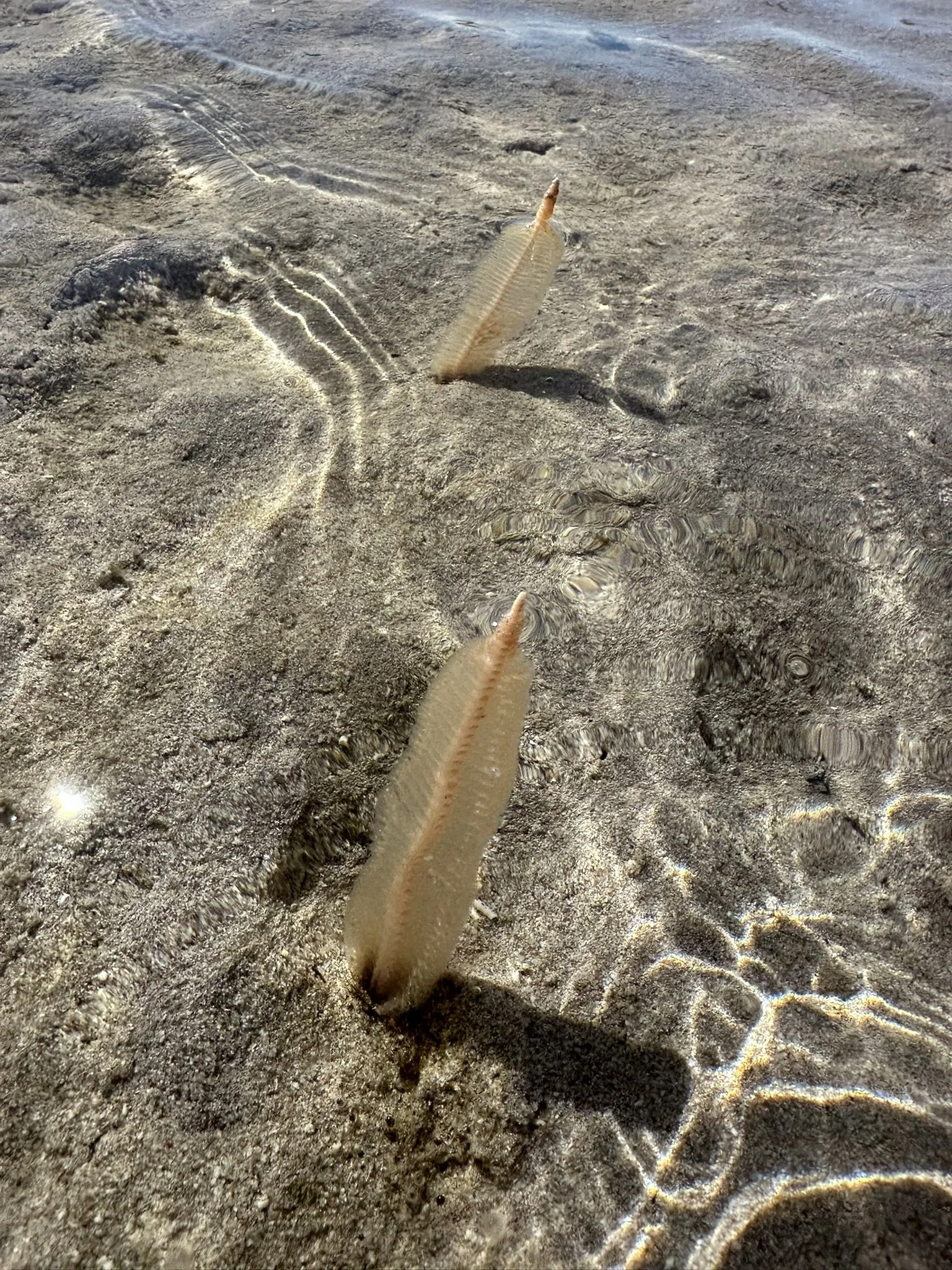 Close-up photo of a starfish partially buried in wet sand, with small ripples and reflections of sunlight on the surface of the water.