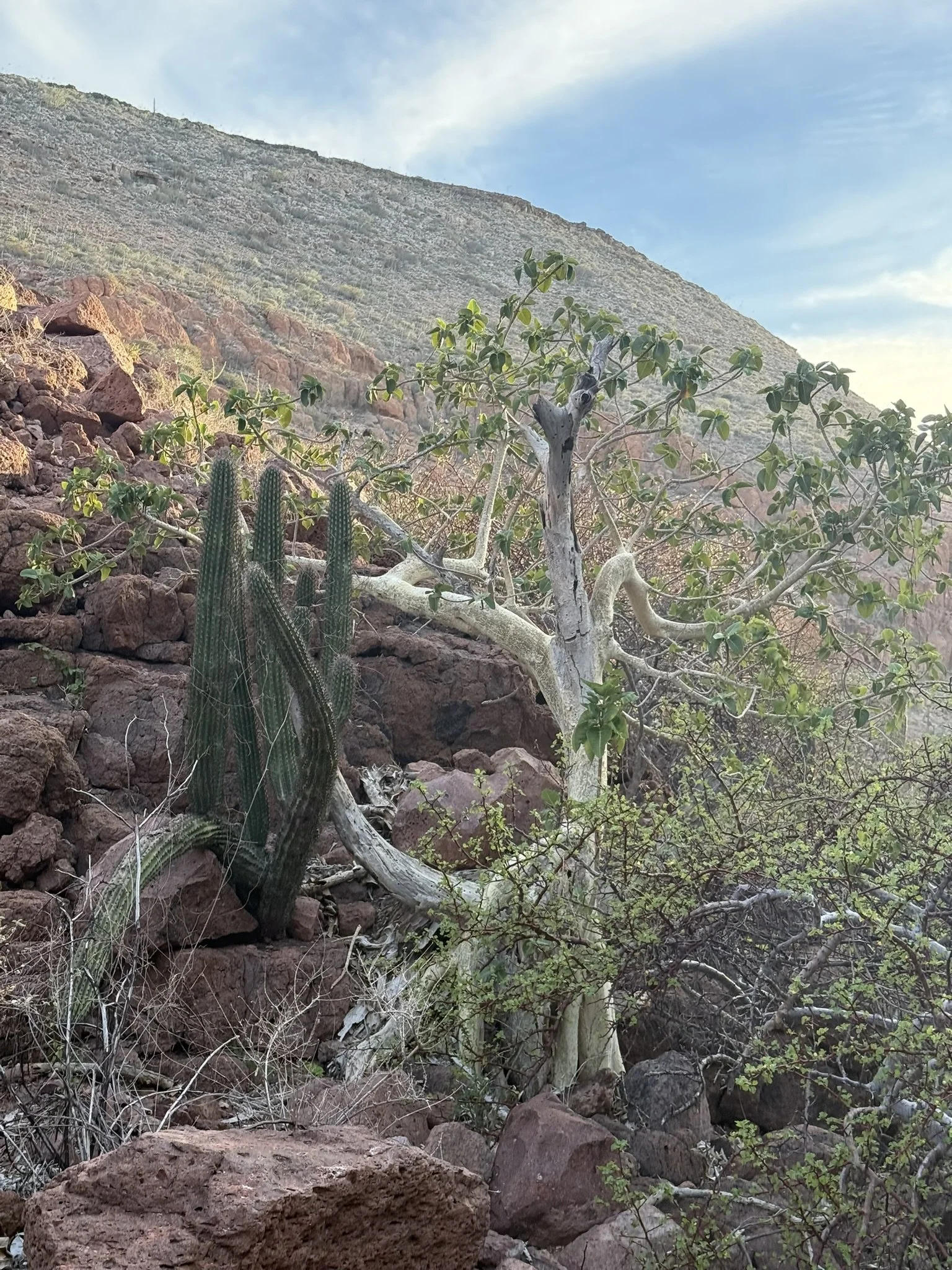 A desert landscape with rocky terrain, sparse green bushes, a few tall cacti, a gnarled tree, and a hill in the background under a partly cloudy sky.