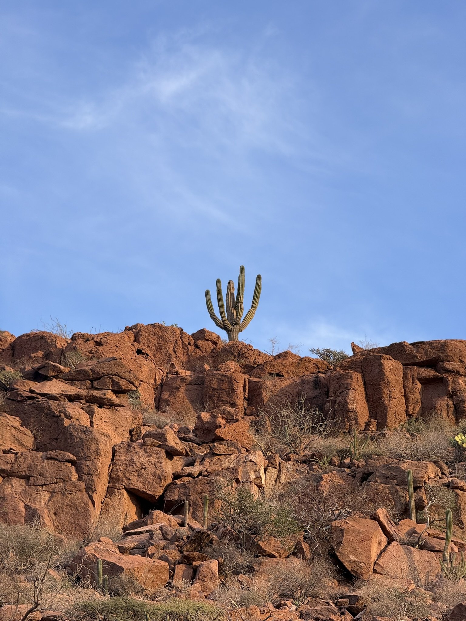 A desert landscape with reddish-brown rocks and a tall saguaro cactus under a blue sky with a few clouds.