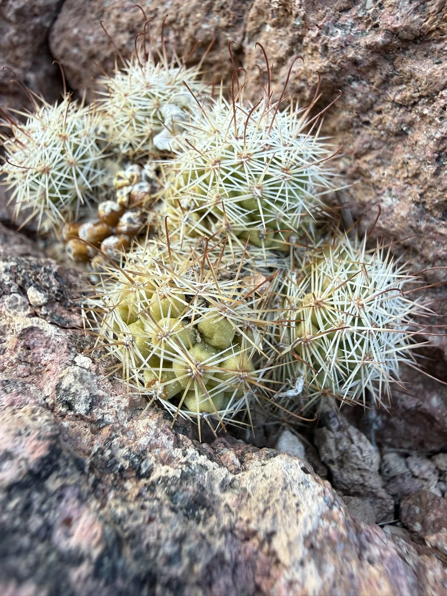 Close-up of a small cactus with white spines and a few green pads, growing among rocks.