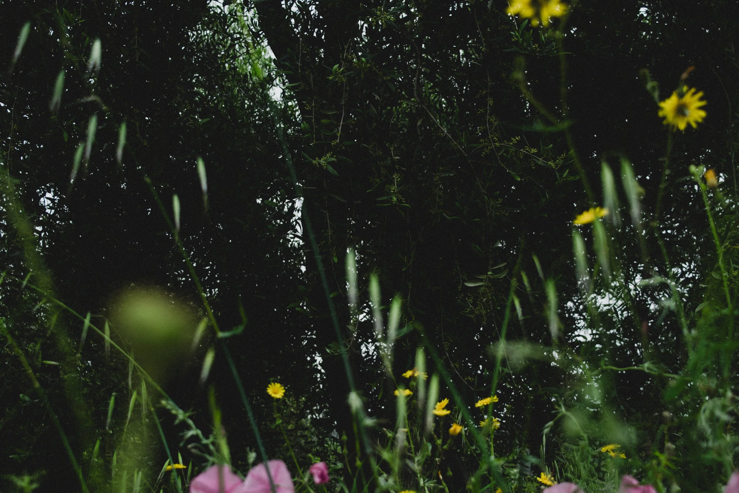 MATTINATA, ITALY; 2023