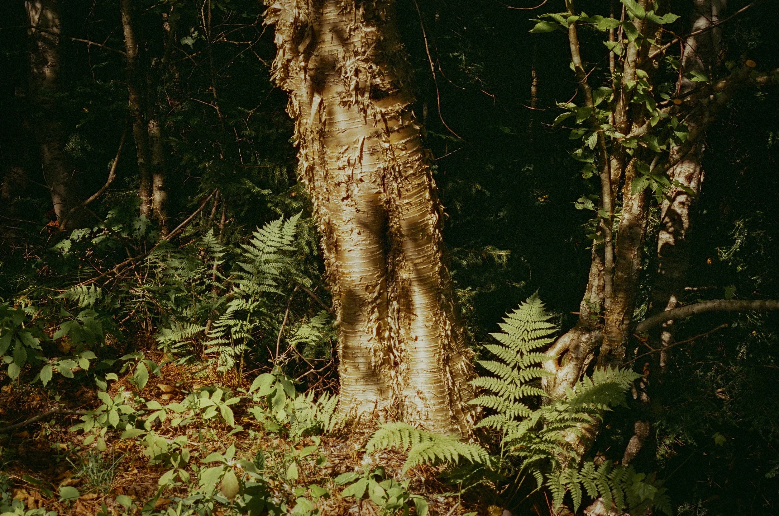 CHESTER, VERMONT; 2025