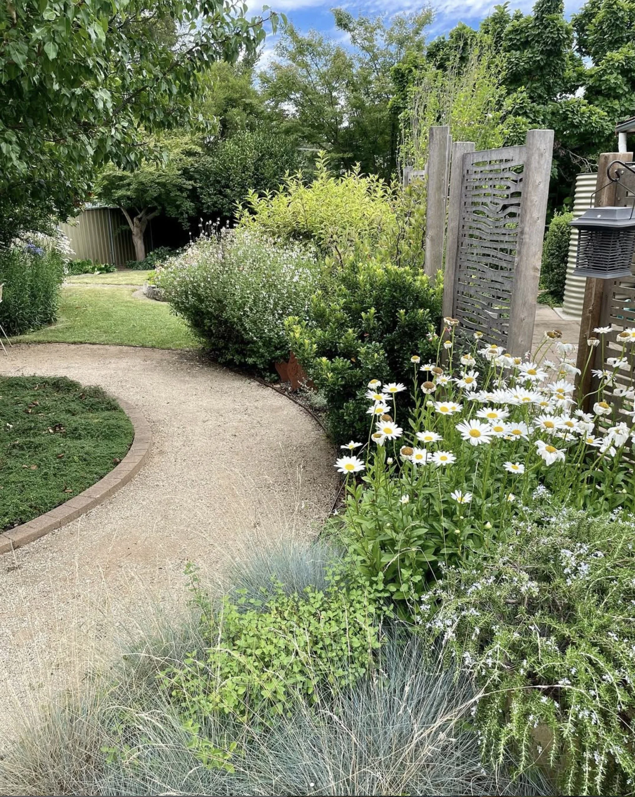 landscaping-orangensw-daisy.jpg