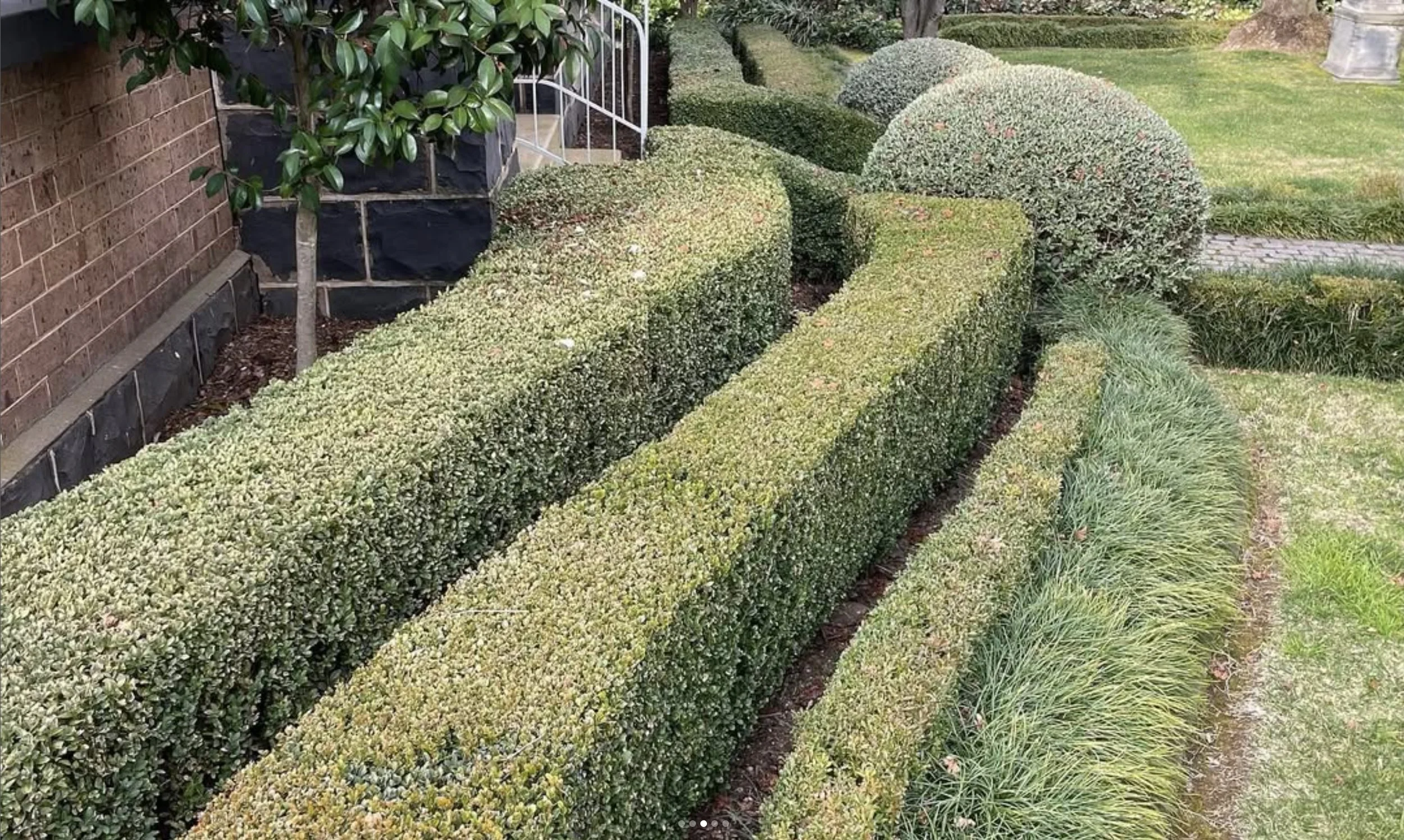 landscaping-orangensw-hedge.jpg