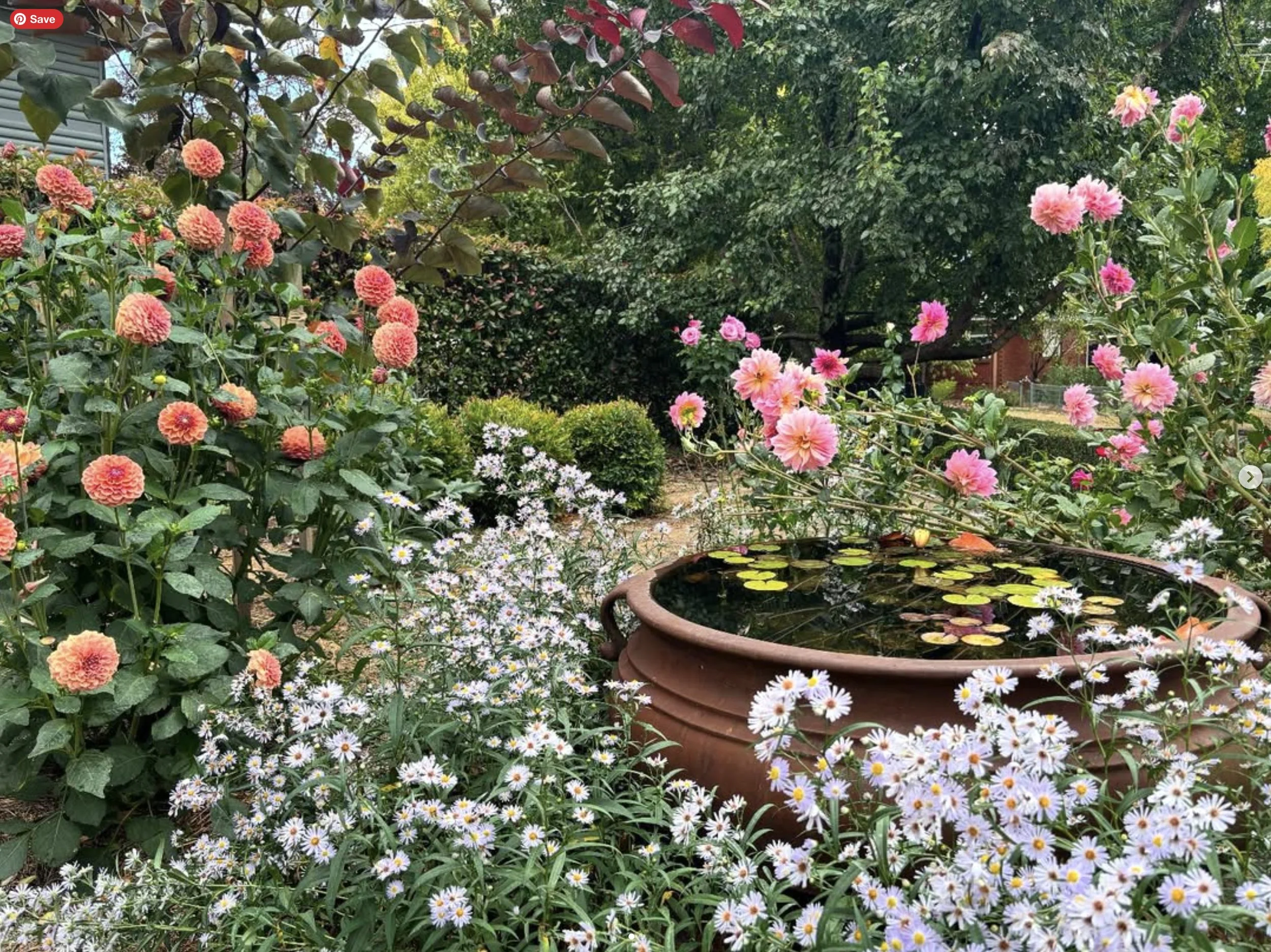 landscaping-orangensw-dahlias.jpg