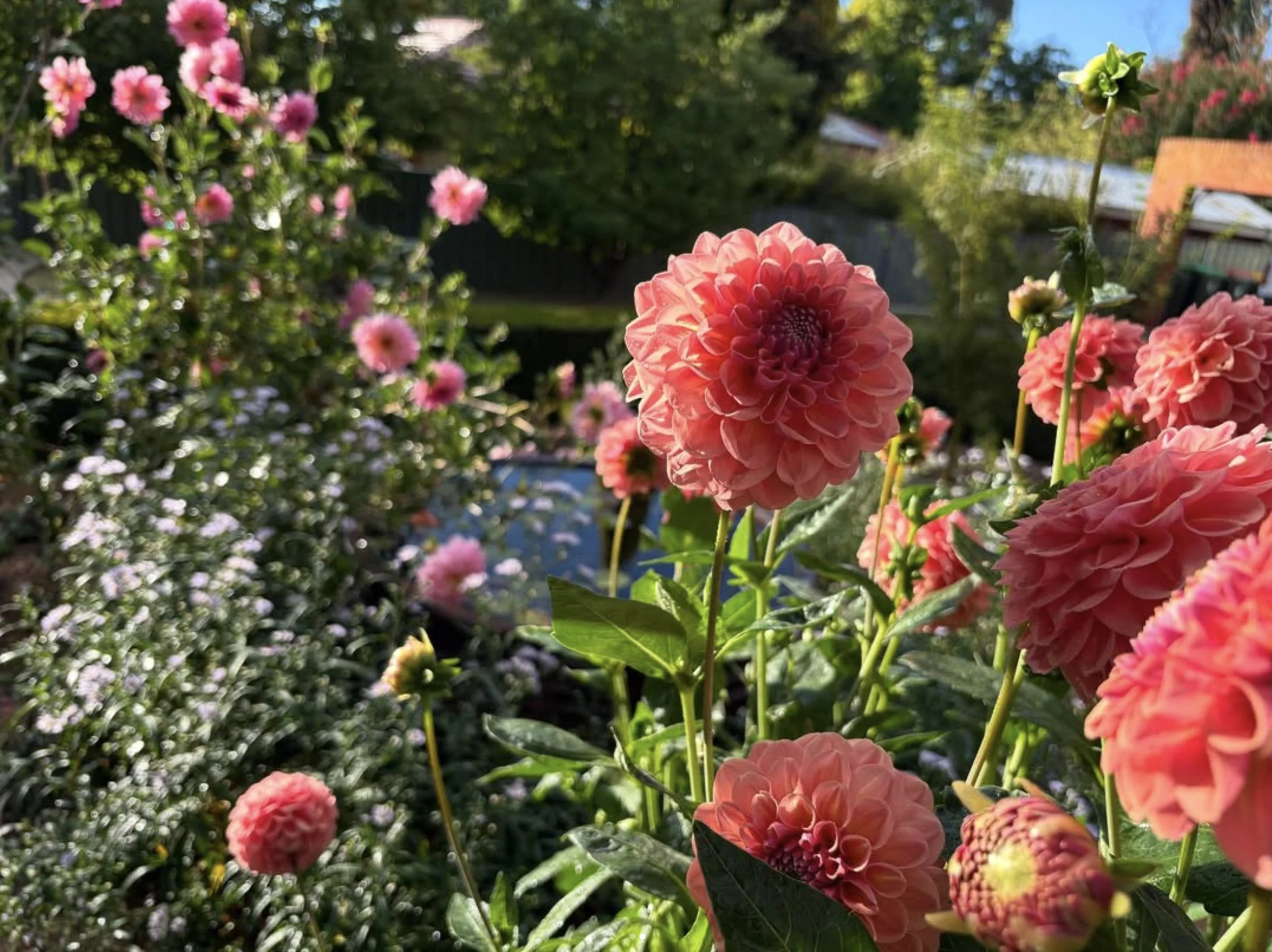 landscaping-orangensw-dahlia.jpg