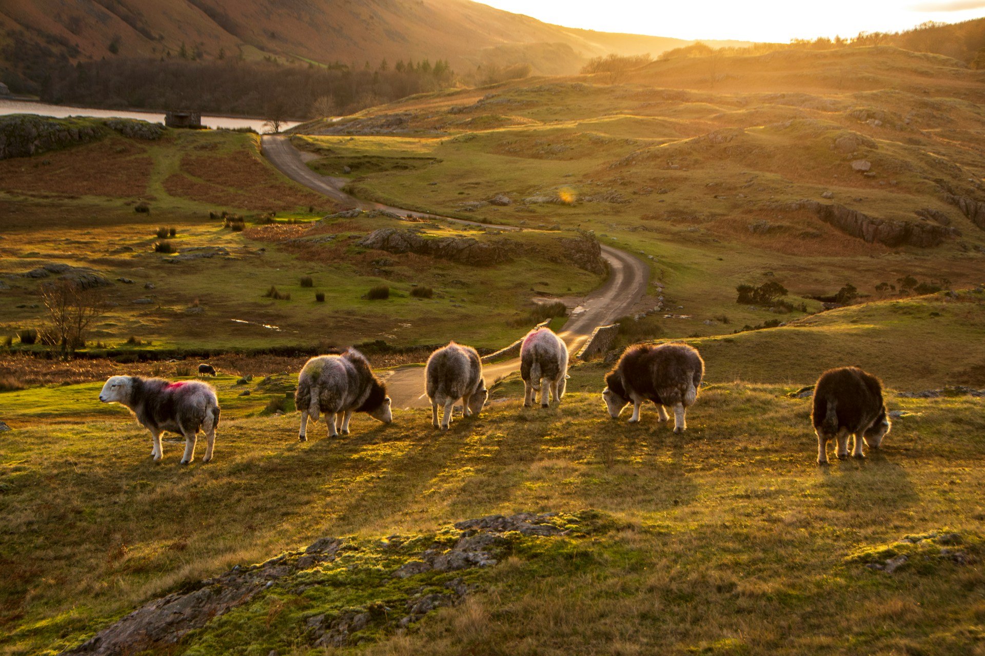 A scenic landscape at sunset featuring rolling green hills, a winding dirt path, and grazing sheep.