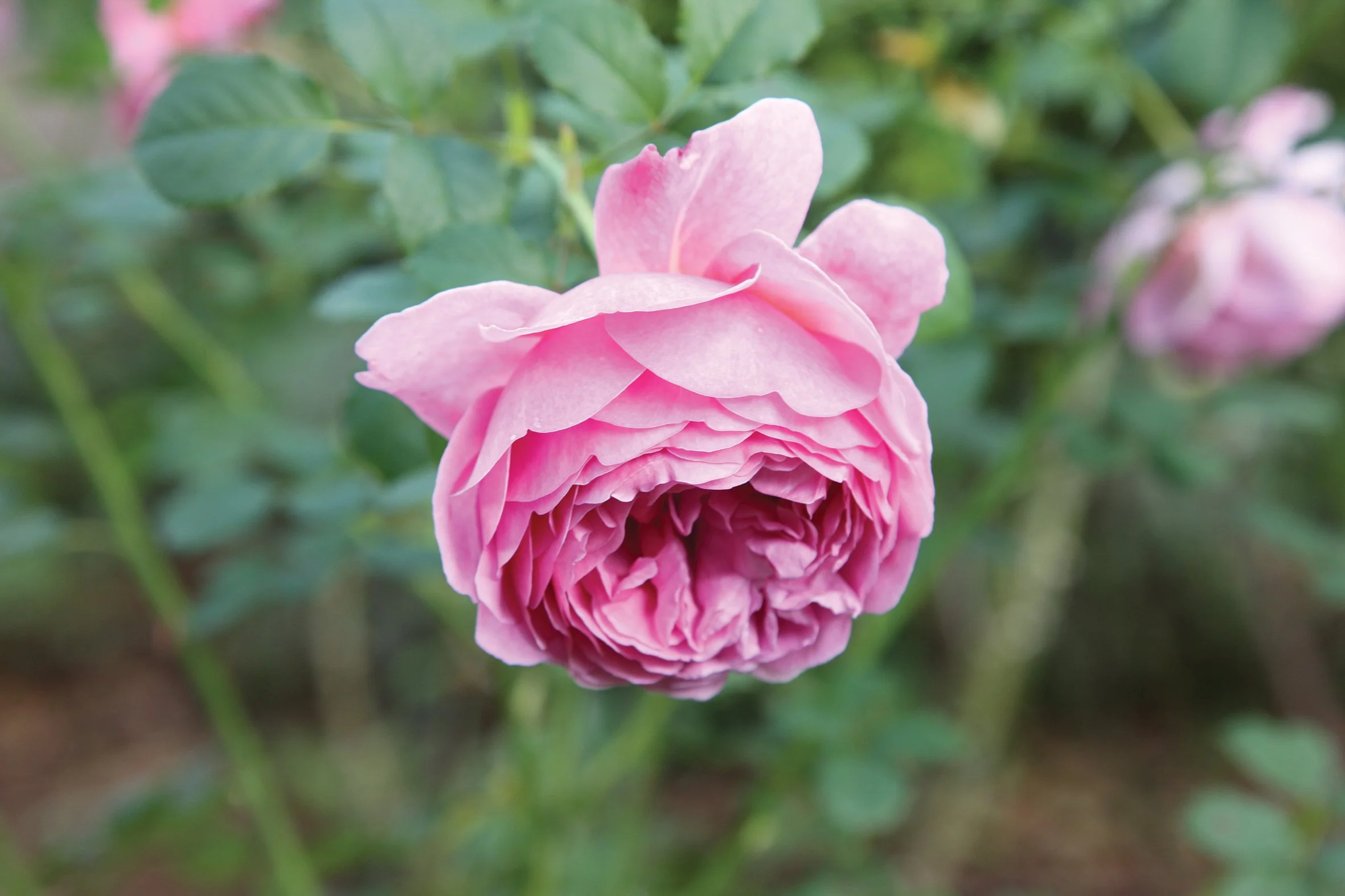 Leo Sayer garden_4T3D2553.jpg