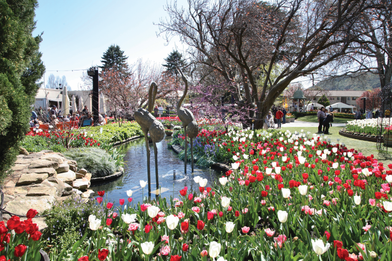 Corbett Gardens at tulip time.