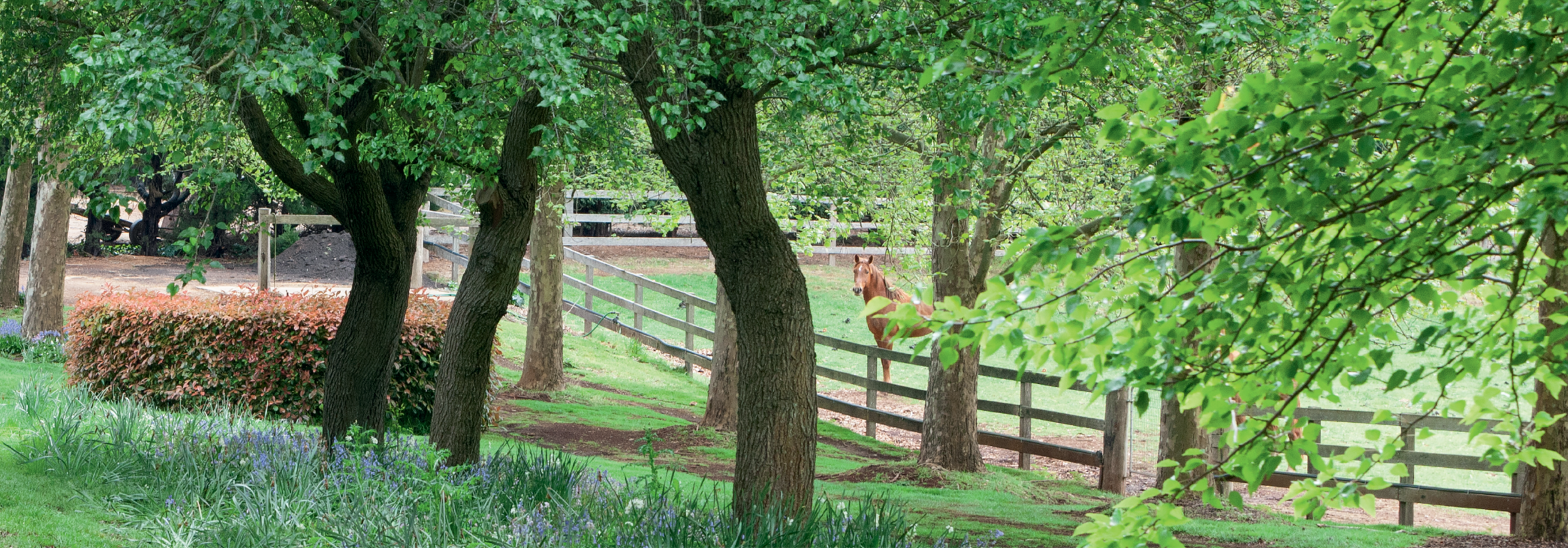 Subscription banner_horse.png