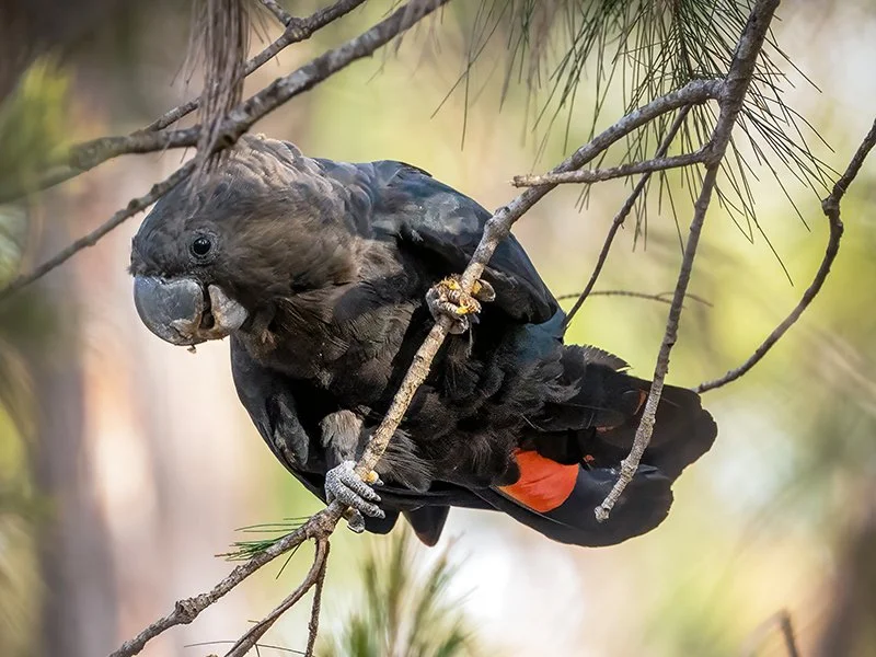 glossy black-cockatoo