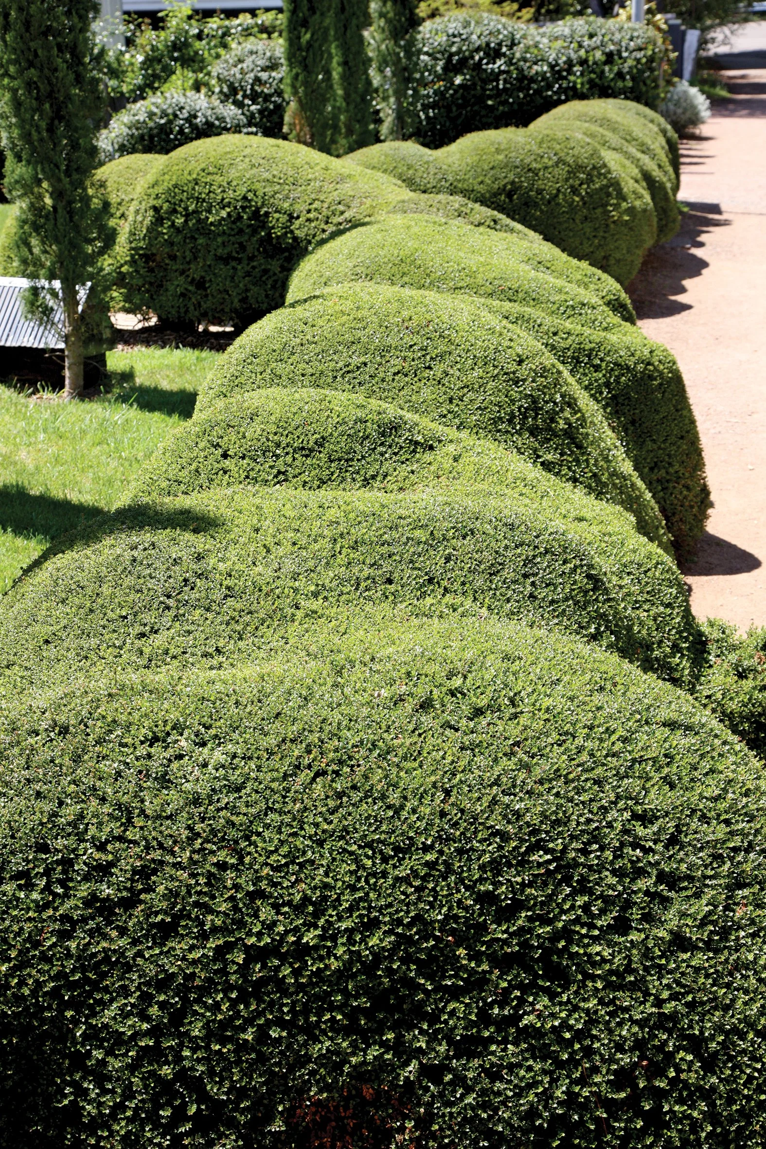 flourishing row of Lonicera nitida