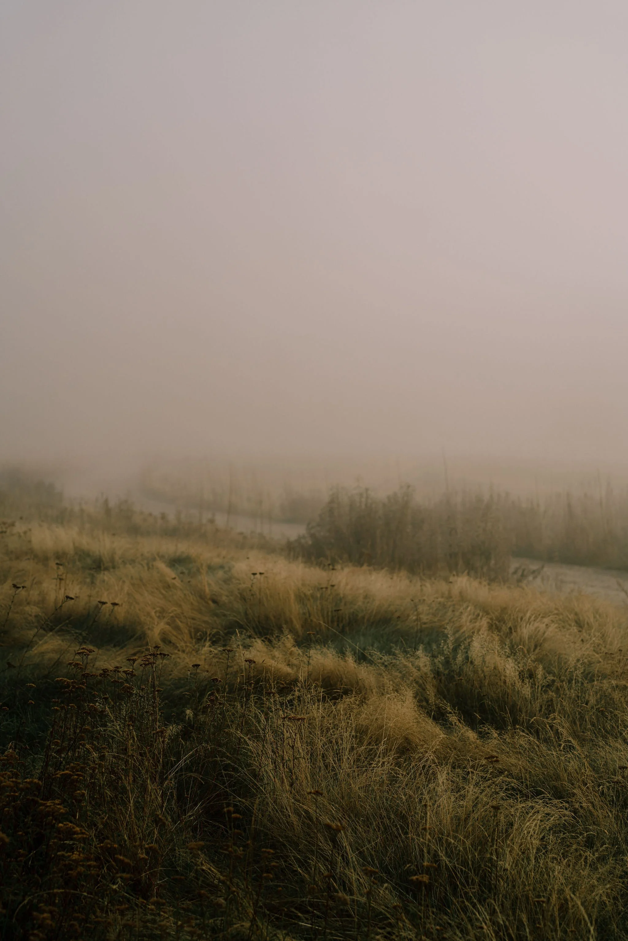 A foggy landscape with tall, dry grasses and some bushes, with a narrow stream running through the scene, disappearing into the fog.
