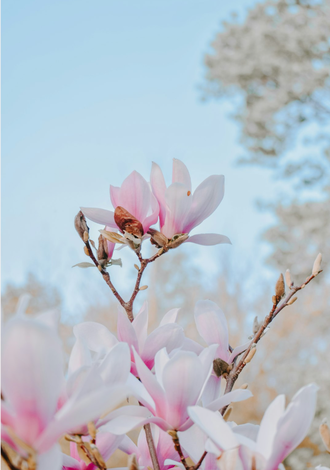 Mirësevini në Komunitetin tonë!