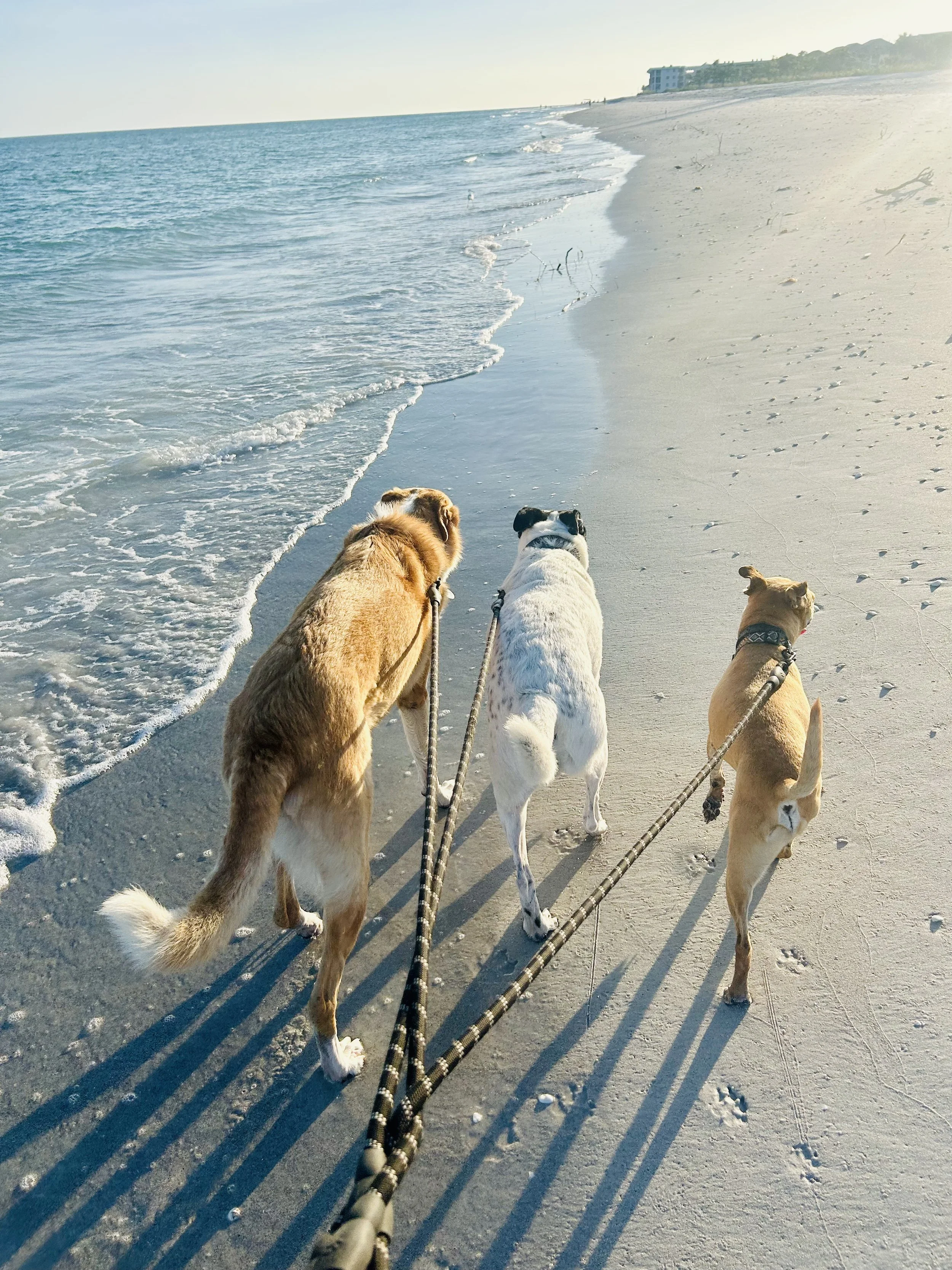 Three dogs on leashes walk along the sandy beach near the ocean with gentle waves, a few distant buildings, and a clear sky.