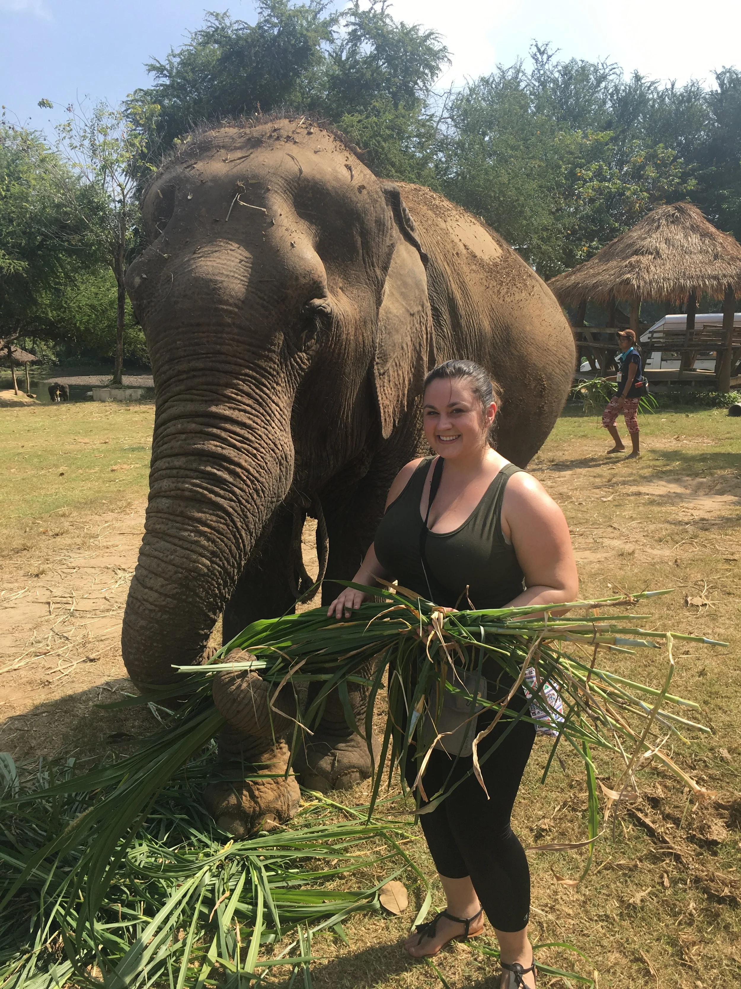A woman smiling and holding a bunch of green grass standing next to a large elephant in a grassy outdoor area.