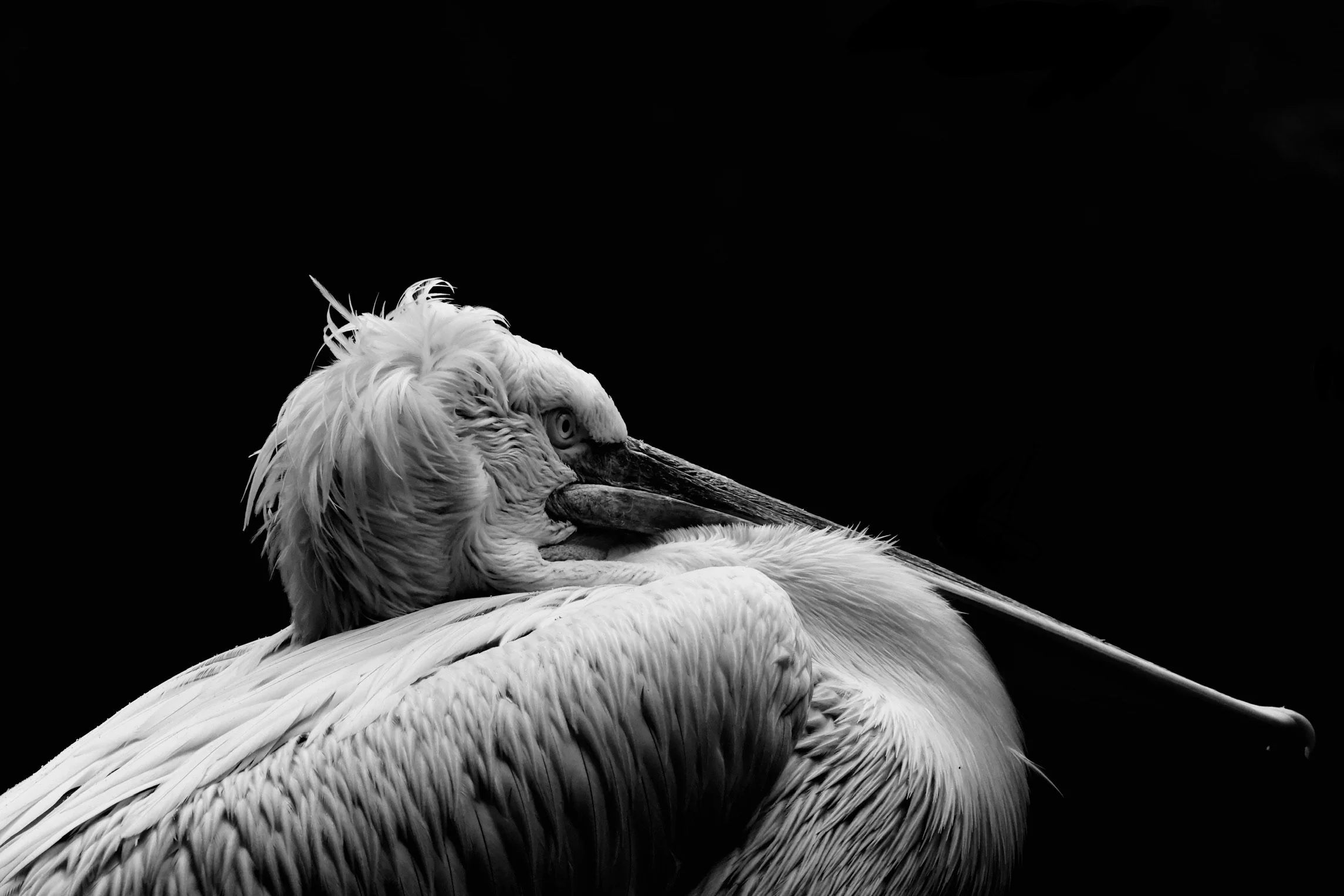 Black and white photograph of a pelican with its beak resting on its wing, set against a dark background.