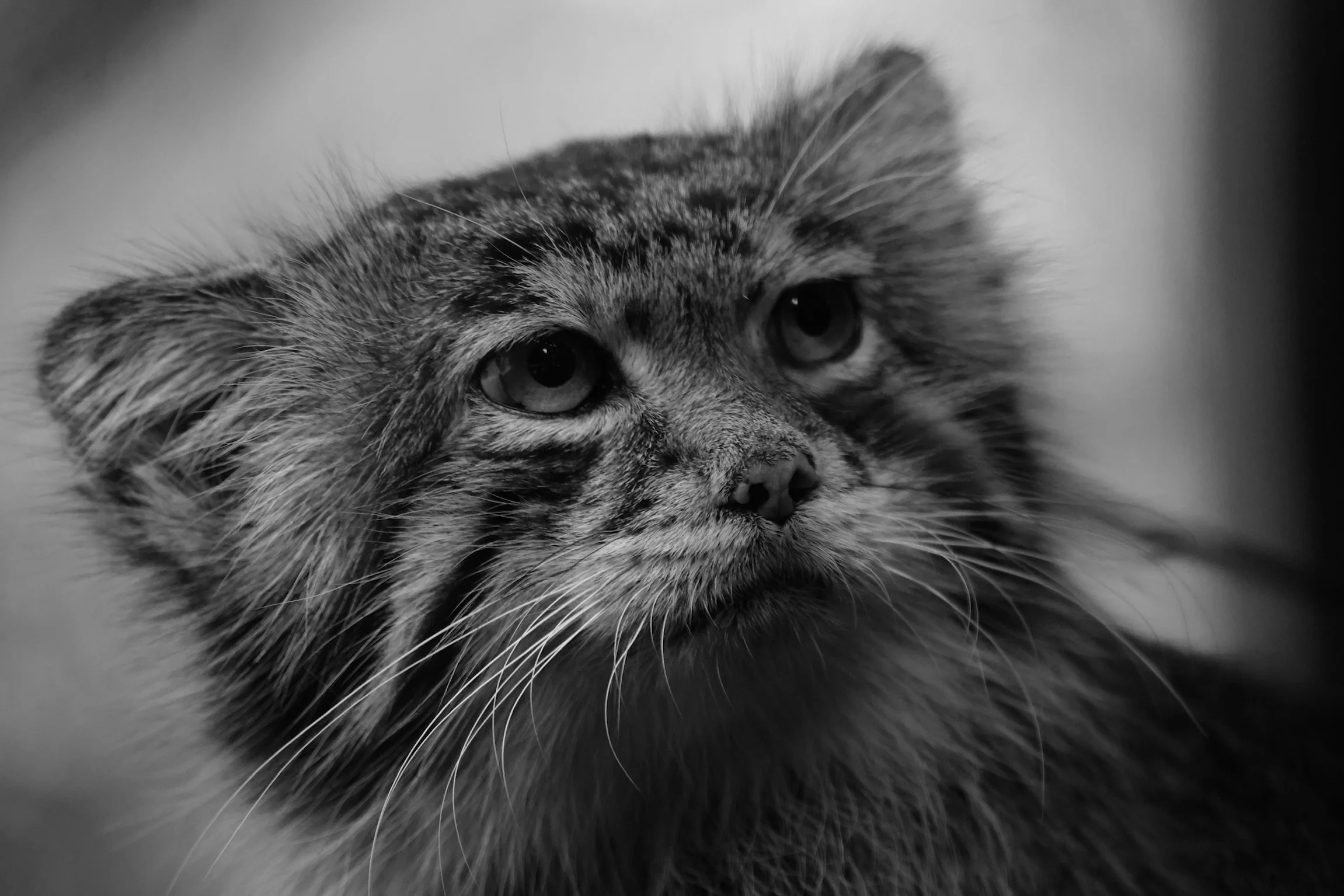 Close-up black-and-white photo of a cat with a sad or contemplative expression, showing detailed fur and whiskers.