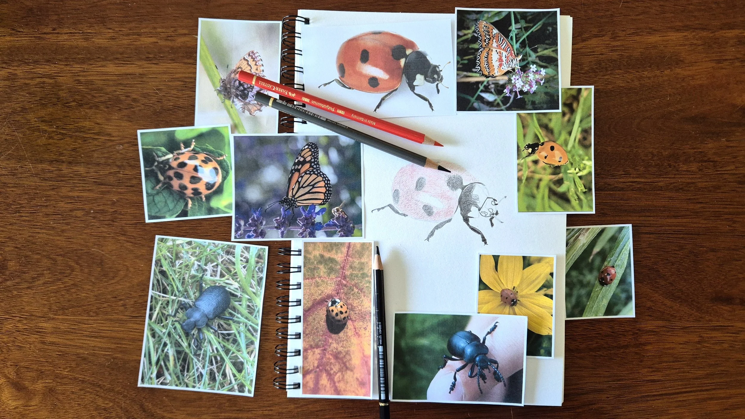 Coloured Pencil Term Classes