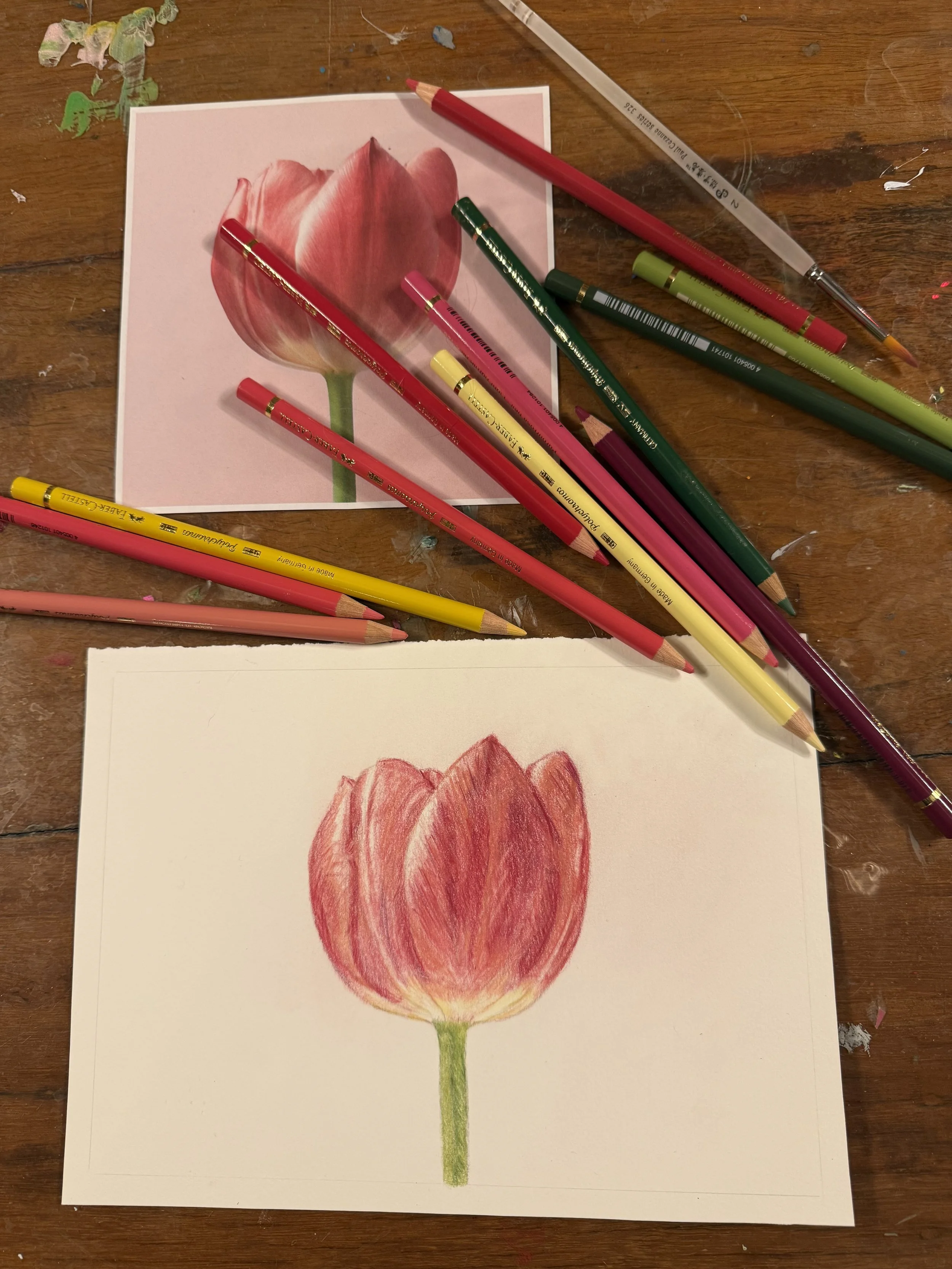 Detailed Colour Pencil Tulip