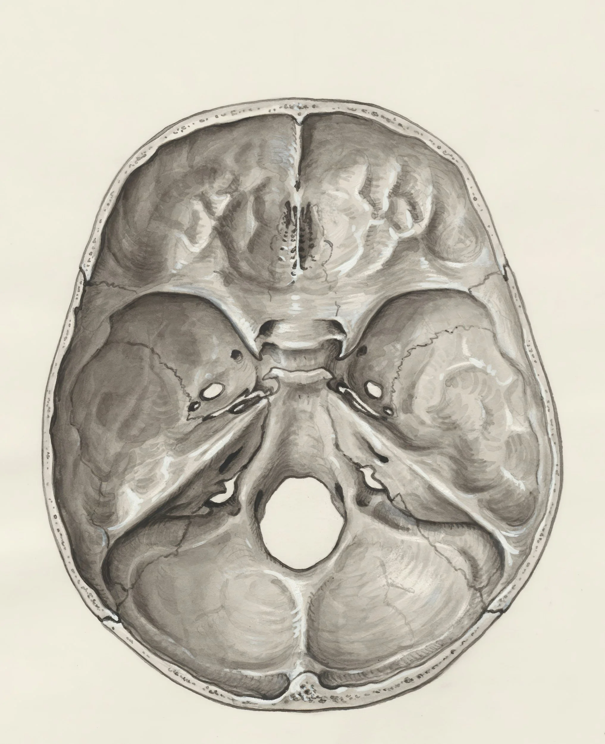 Schwarz-weiß-Zeichnung einer anatomischen Querschnittsaufnahme des menschlichen Kopfes, sichtbar sind Schädelknochen, Gehirn und Nasennebenhöhlen. Nervensystem.