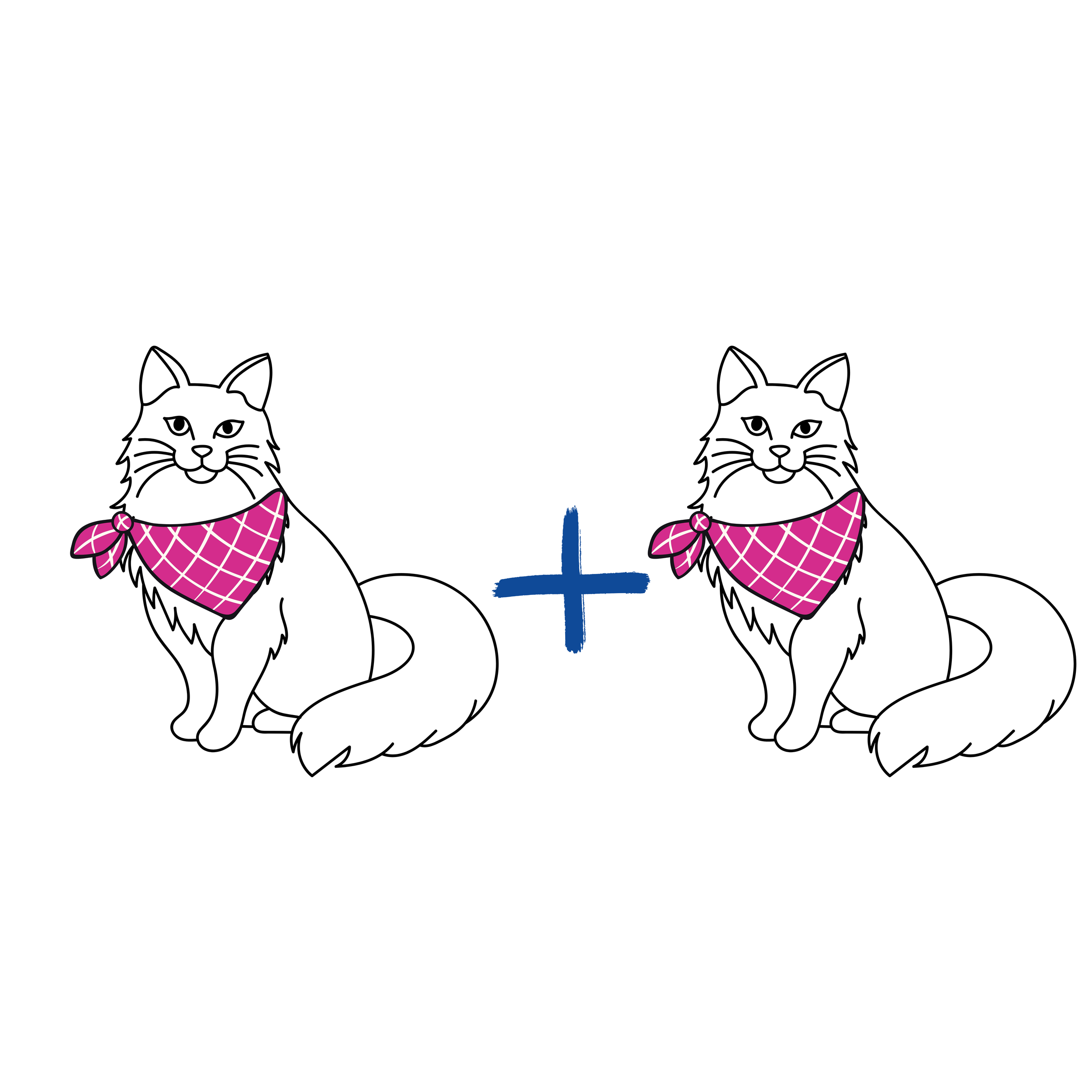 Cat Grooming Discount