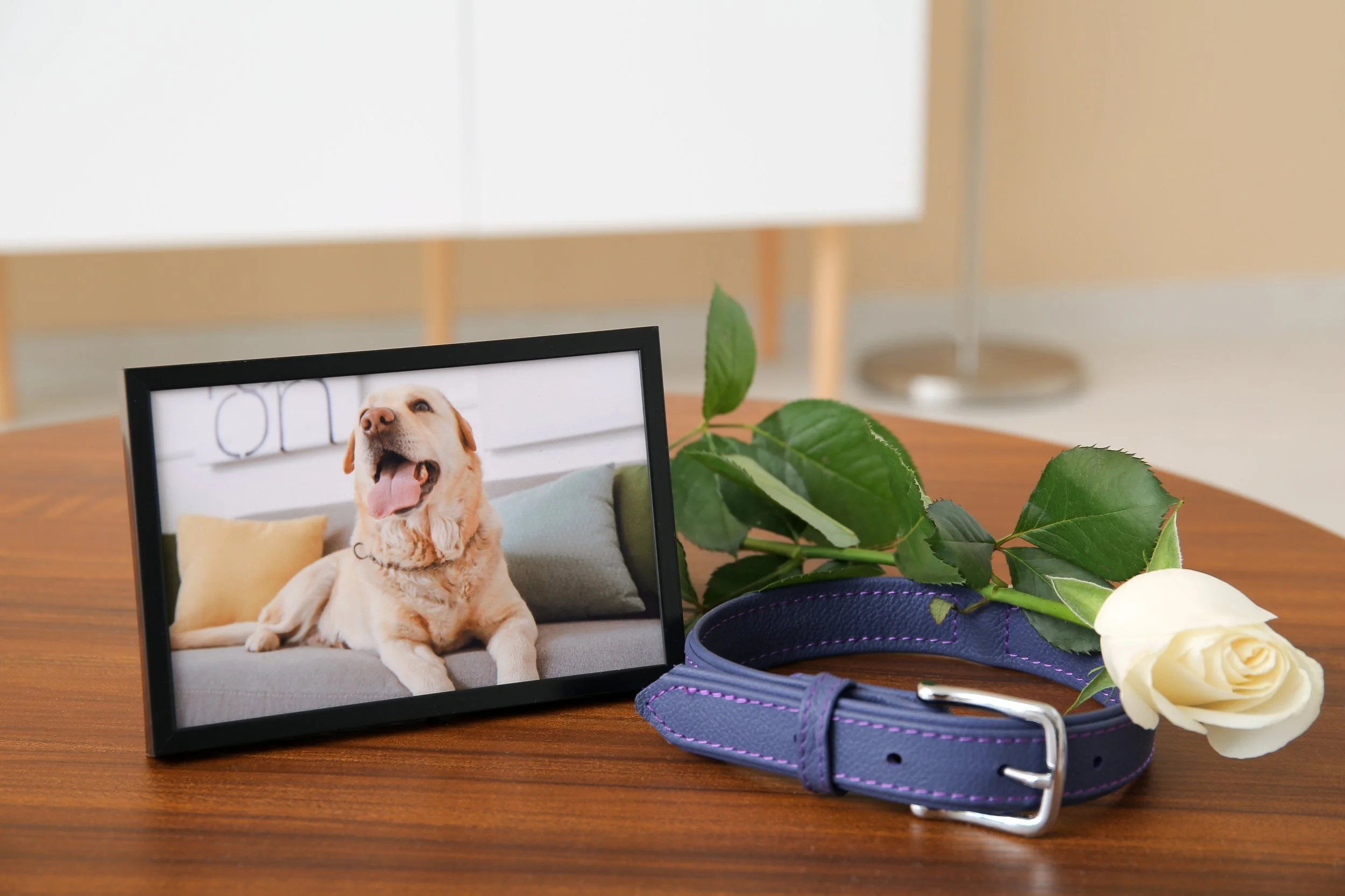 Animal aerial send-off