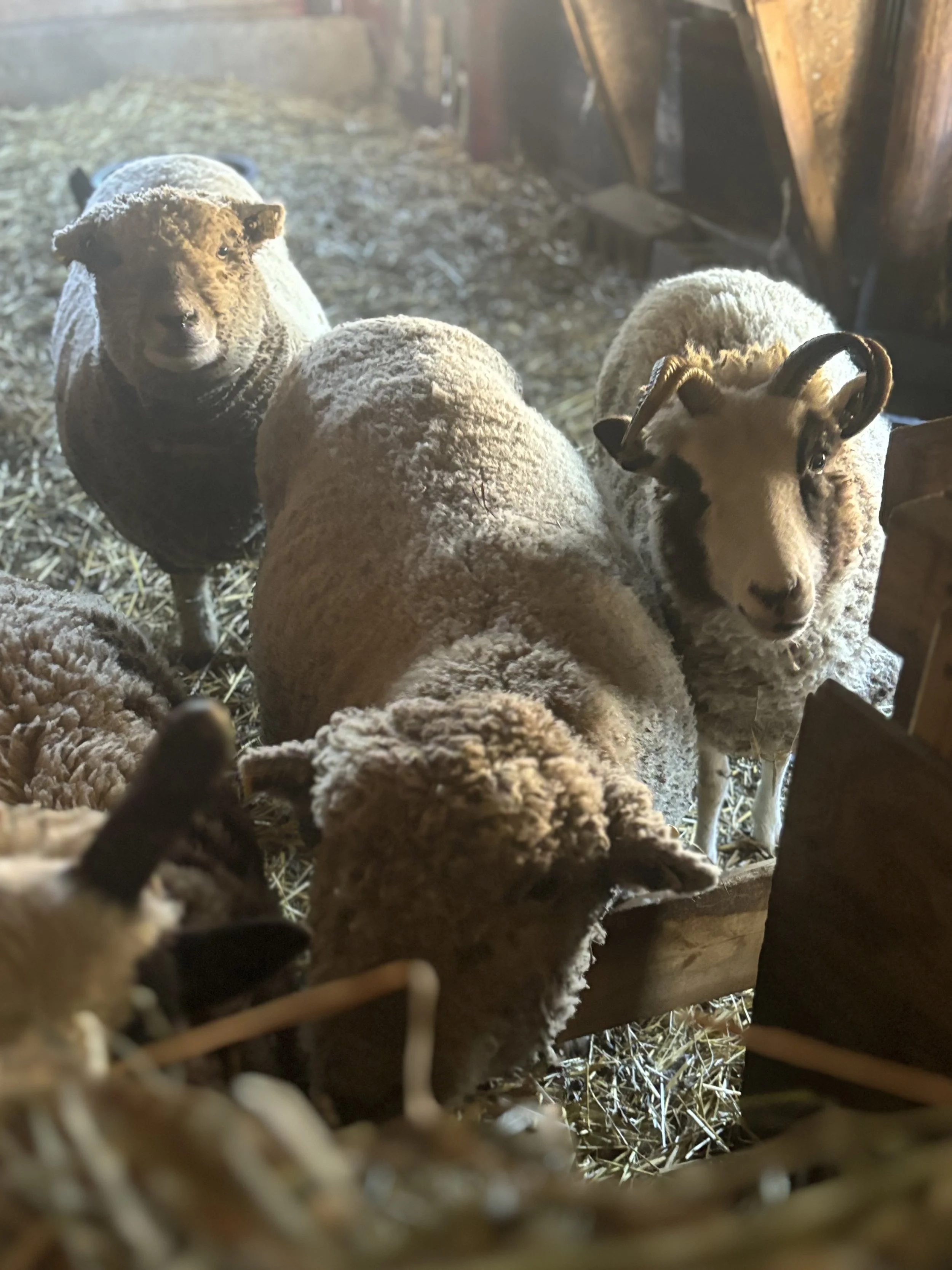 A group of sheep inside a barn, with some sheep looking towards the camera.