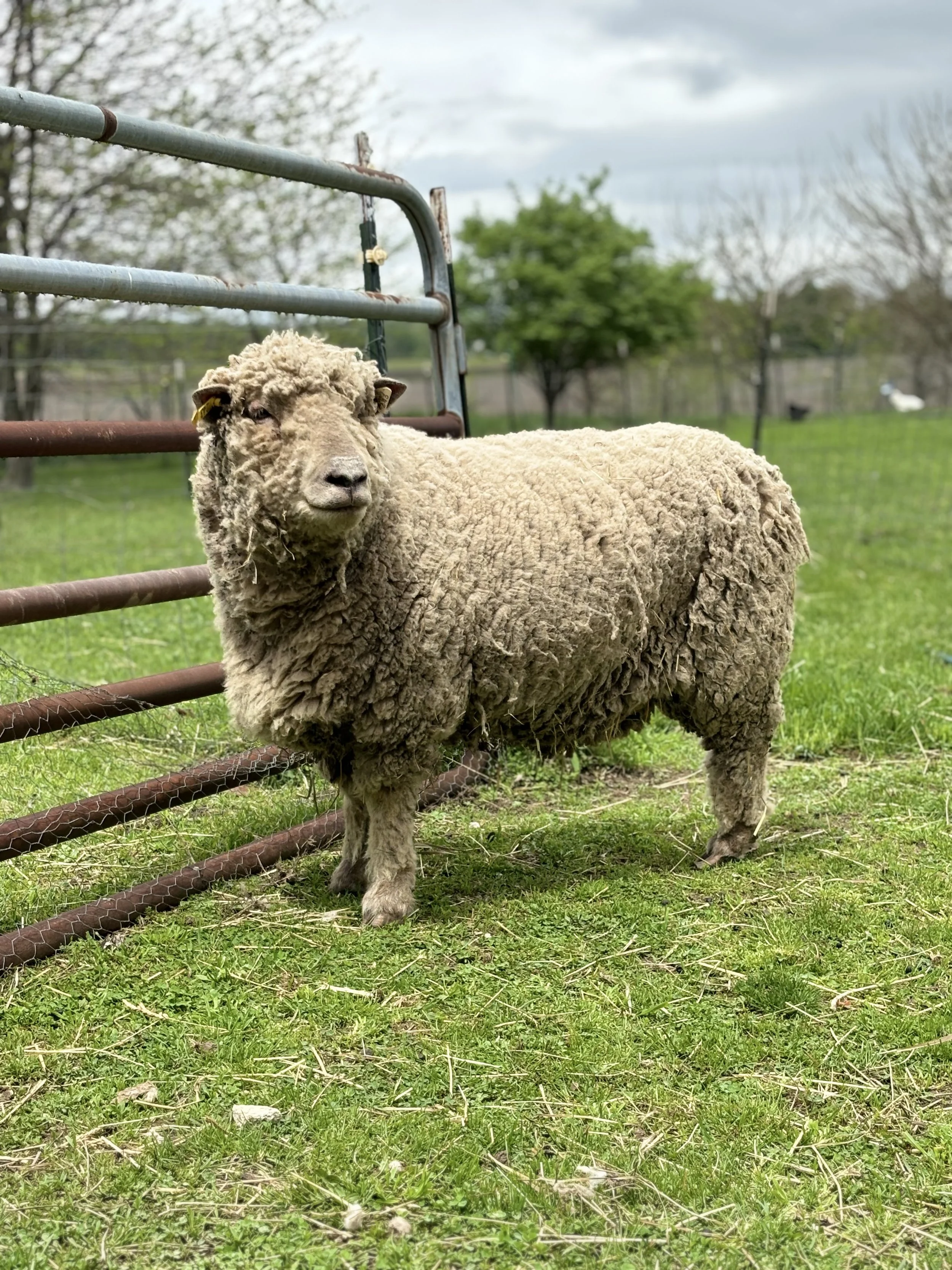 A sheep standing on green grass near a metal fence outdoors with trees in the background under cloudy sky.