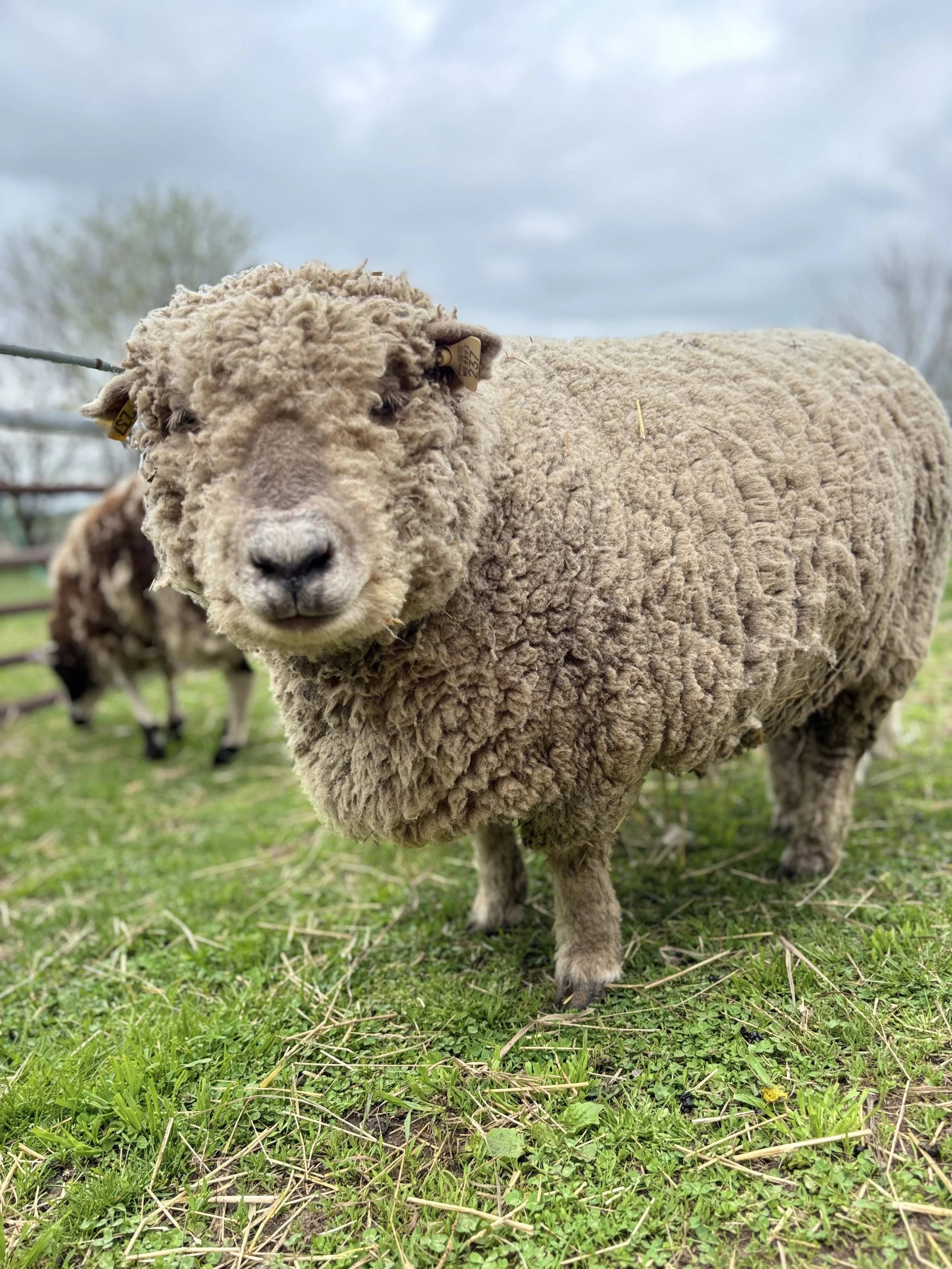 Close-up of a sheep with curly wool standing on grassy field.