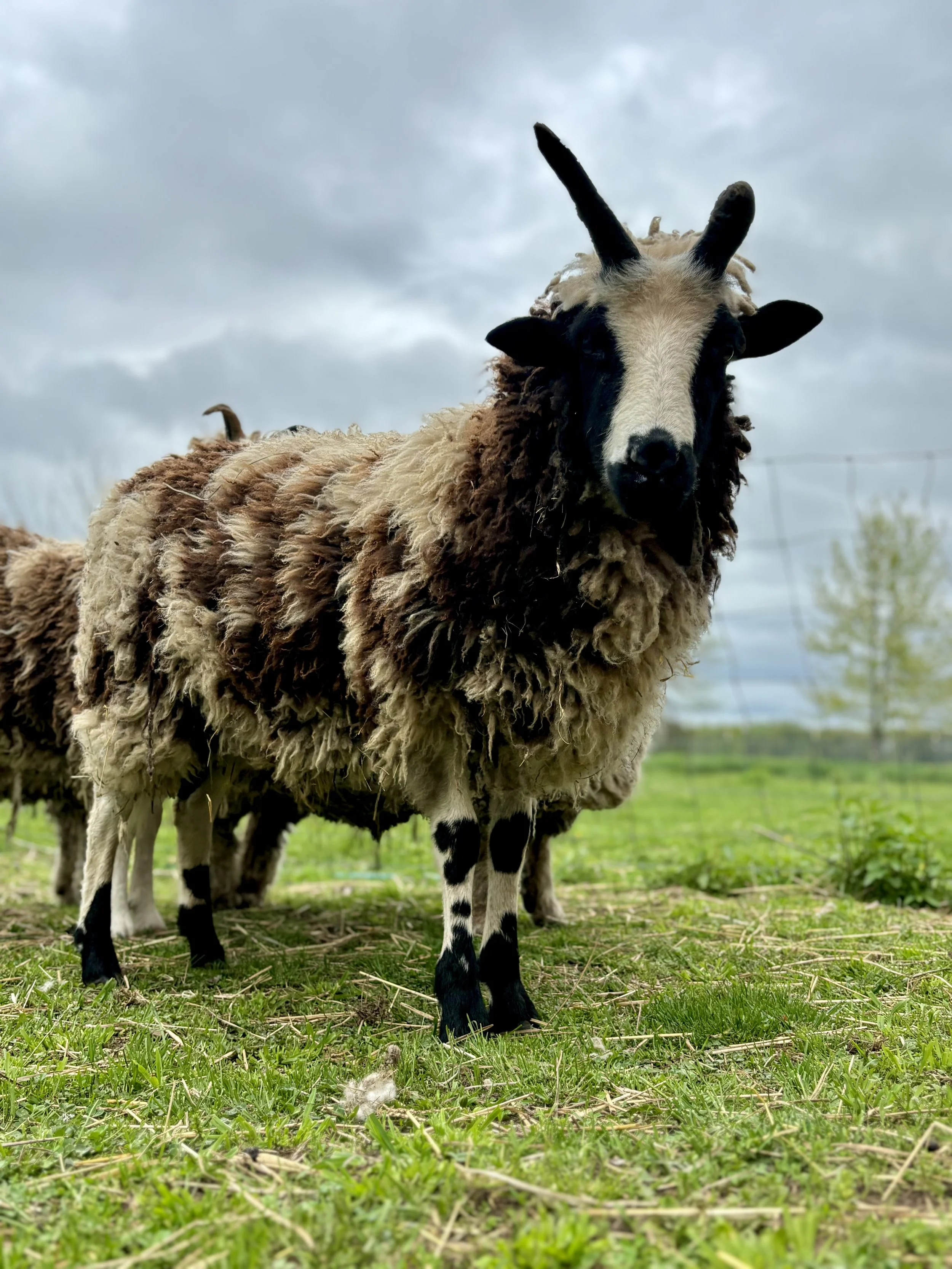 A sheep with a black and white face and long black horns standing on green grass in a field on a cloudy day.