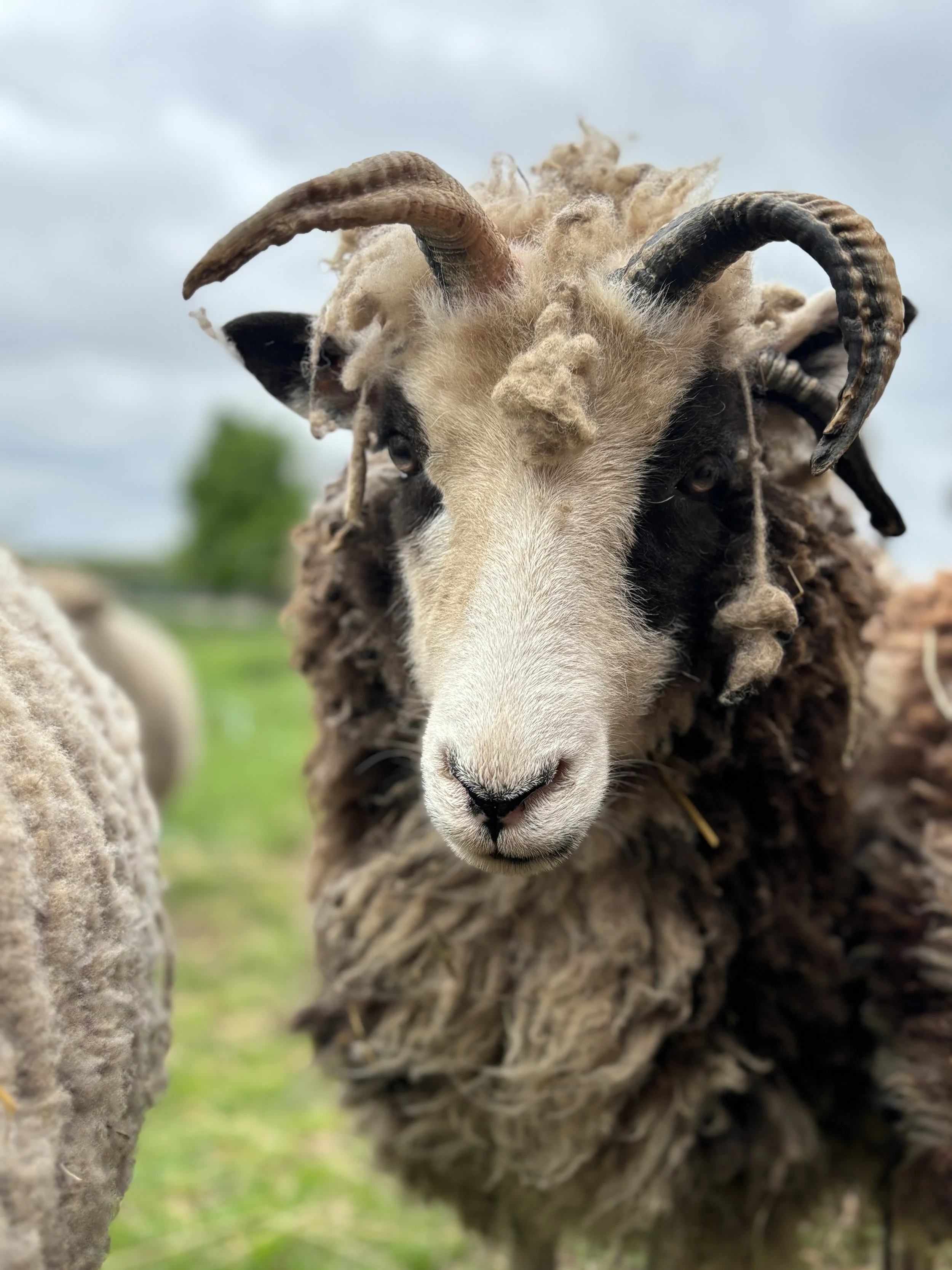 Close-up of a sheep with thick wool and large curved horns, outdoors with blurred greenery and cloudy sky in the background.