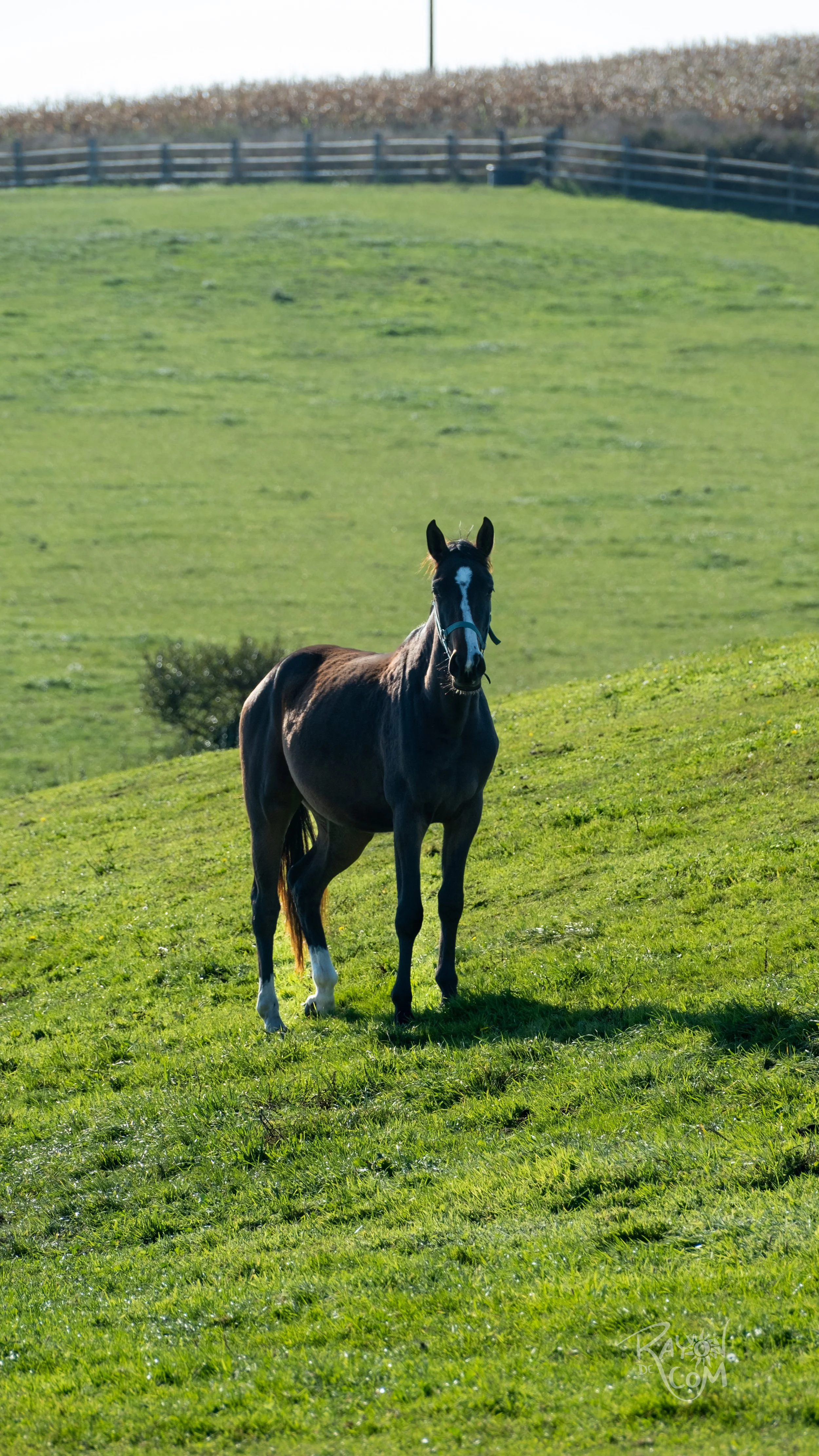 Rayon de Com -146.jpg