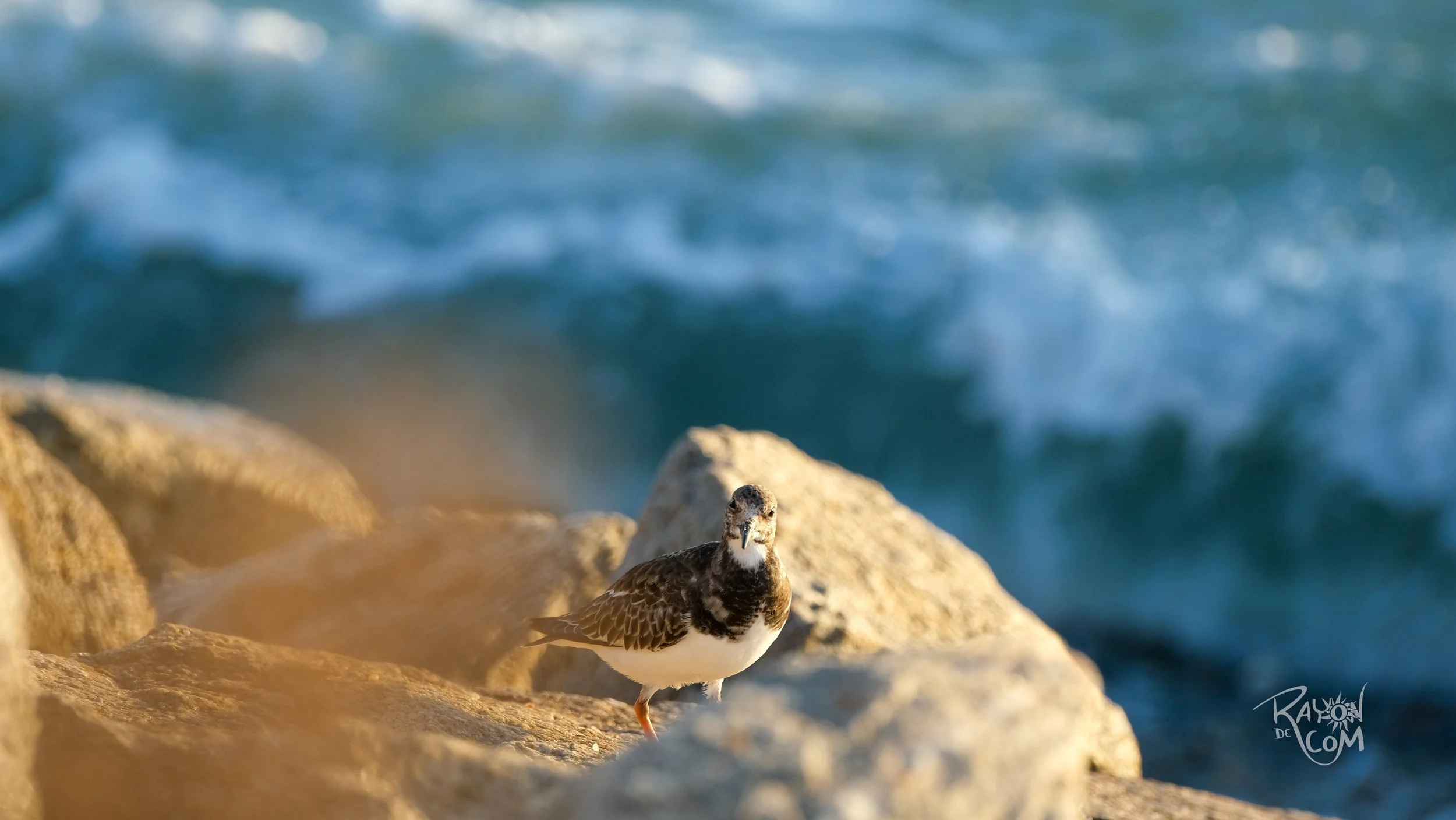 Rayon de Com -228.jpg