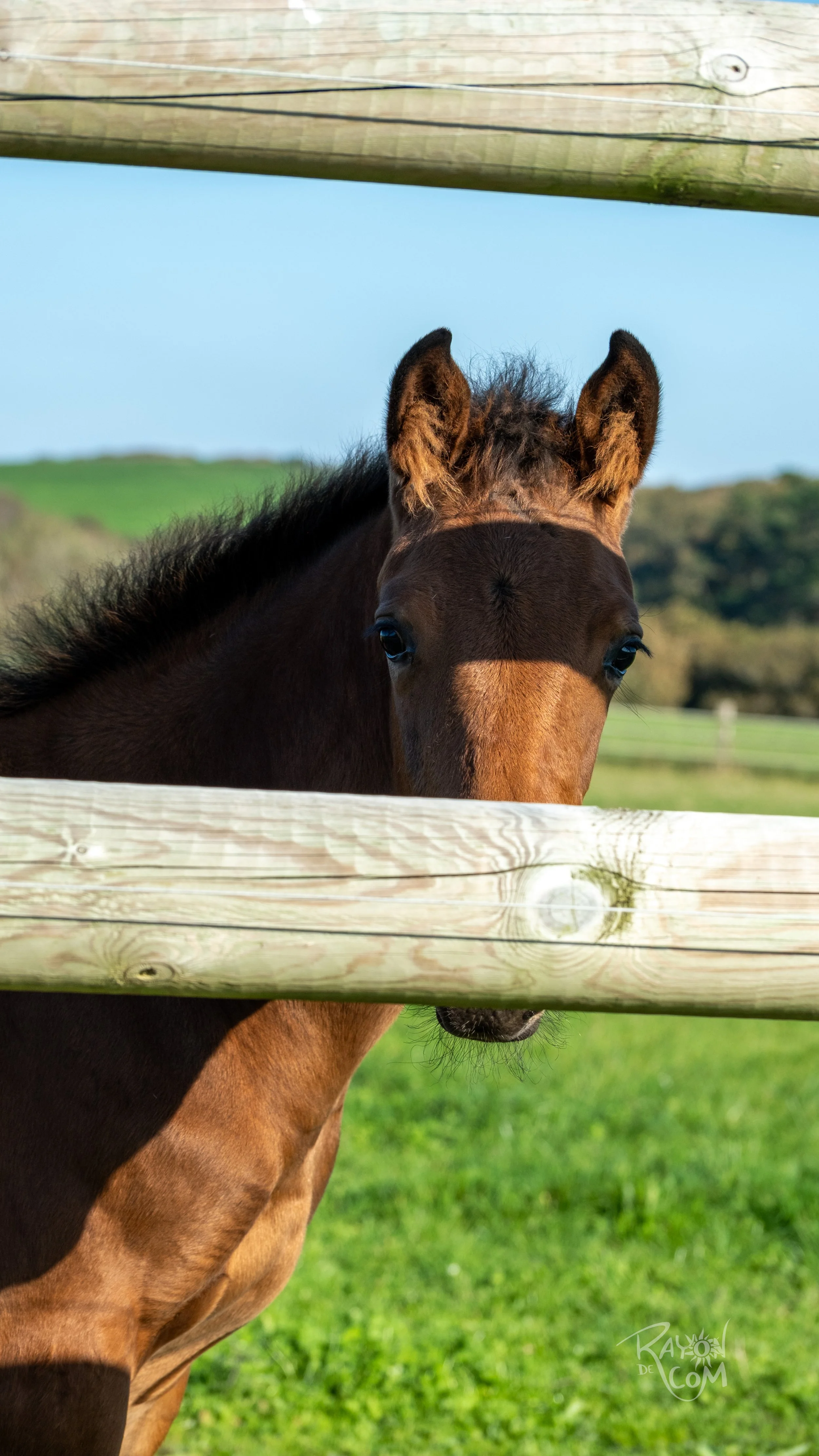 Reportage équestre - Emma