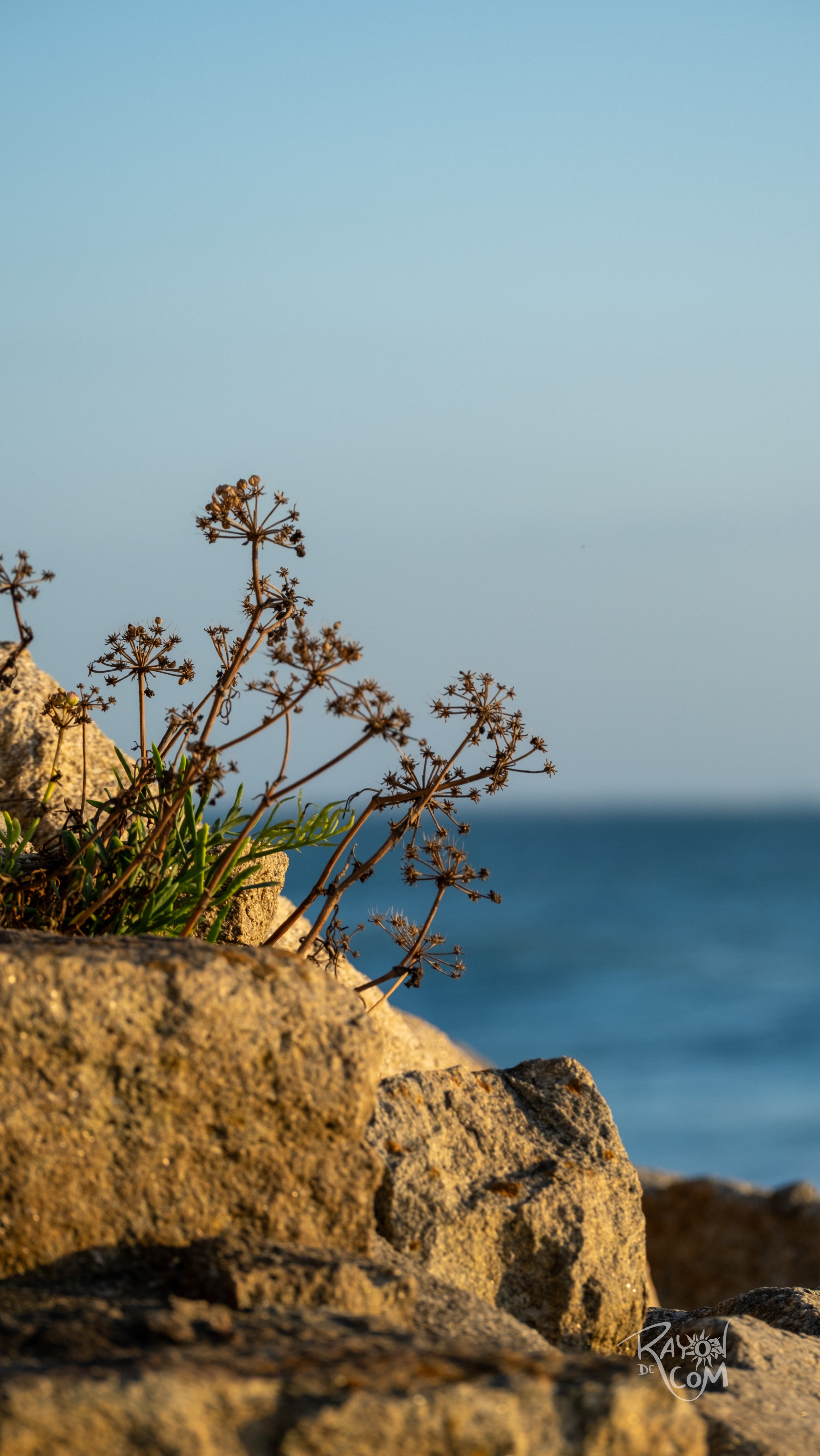 Rayon de Com -230.jpg