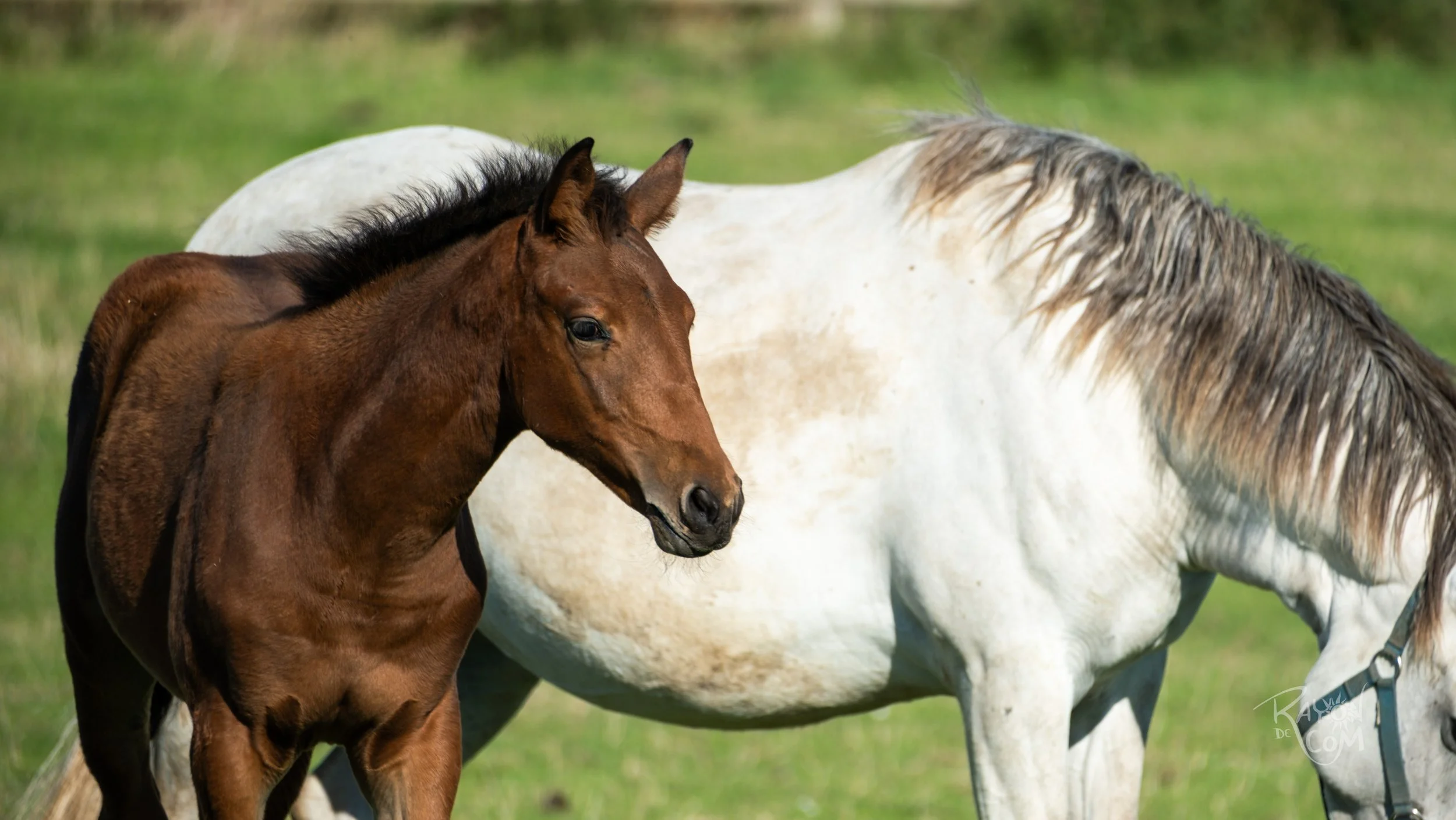 Rayon de Com -117.jpg