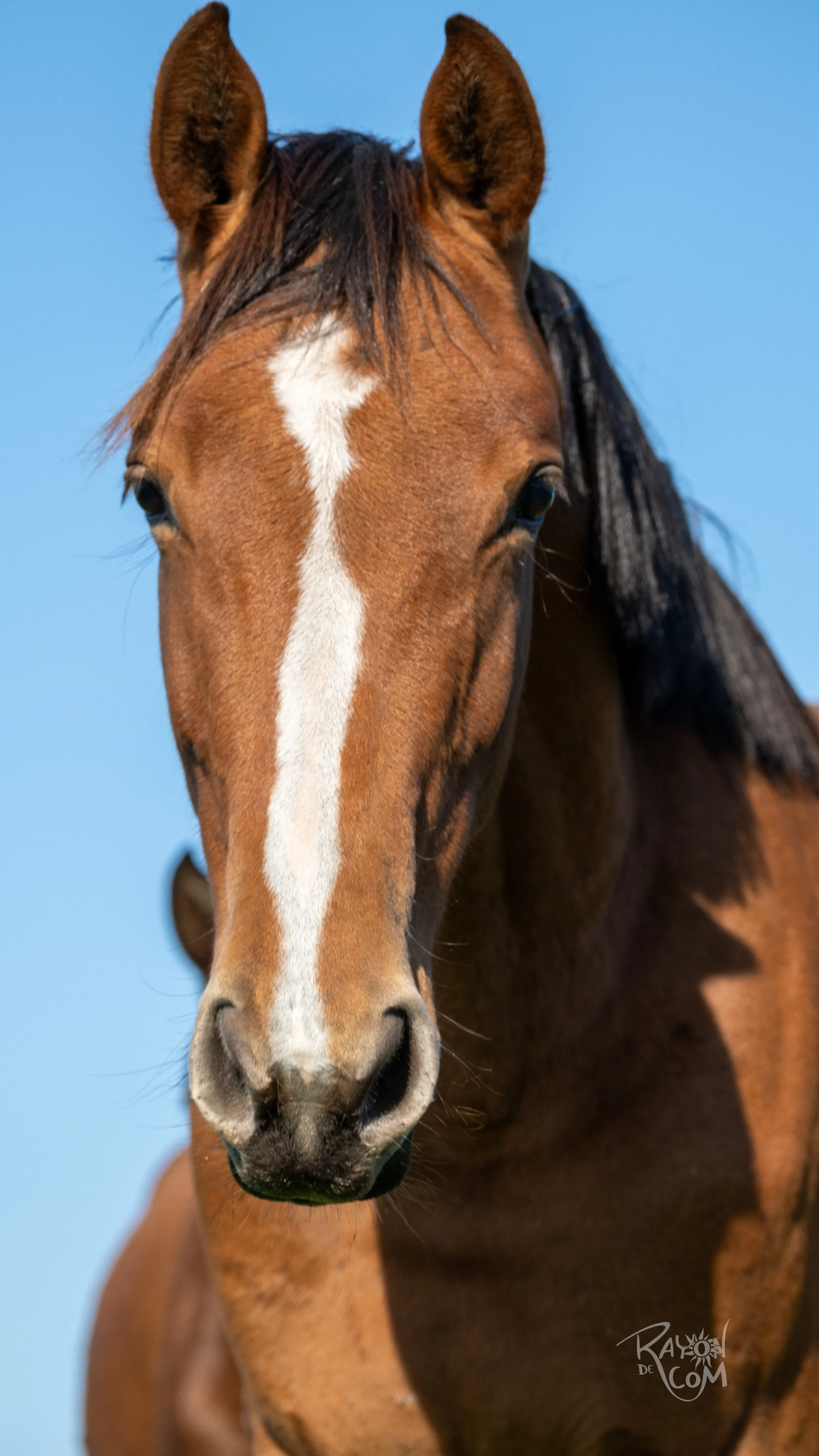 Rayon de Com -180.jpg