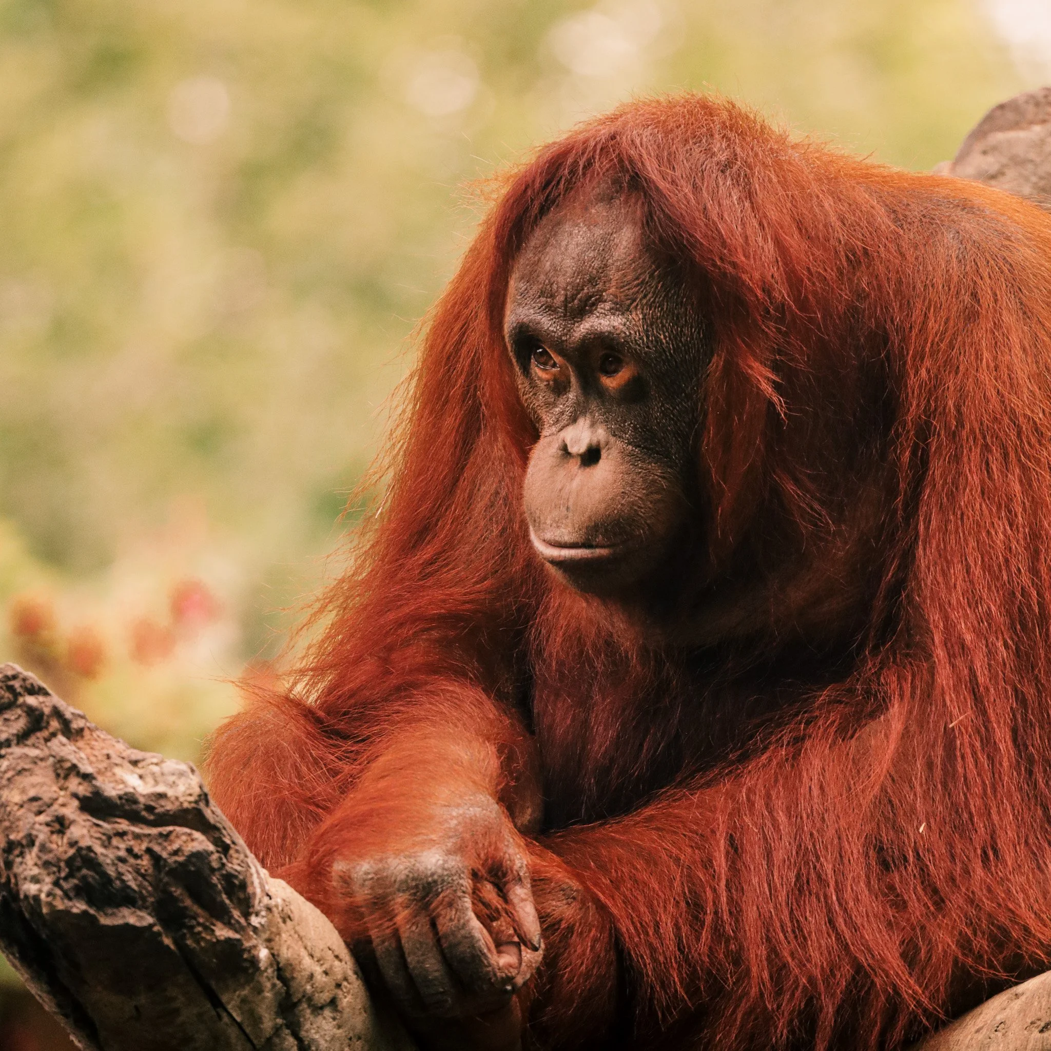 Houston Zoo