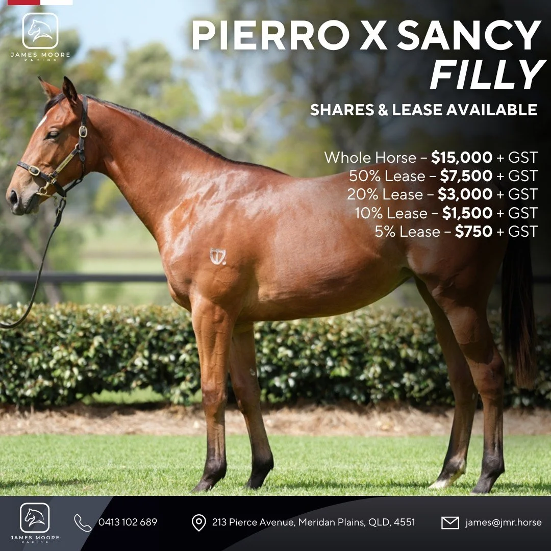 🌟 Pierro x Sancy Filly – Shares & Lease Available 🌟
We’re delighted to offer this beautifully bred Pierro x Sancy filly from the Magic Millions Gold Coast Yearling Sale. 🏇✨
A well-put-together horse, bred on the same farm as Cox