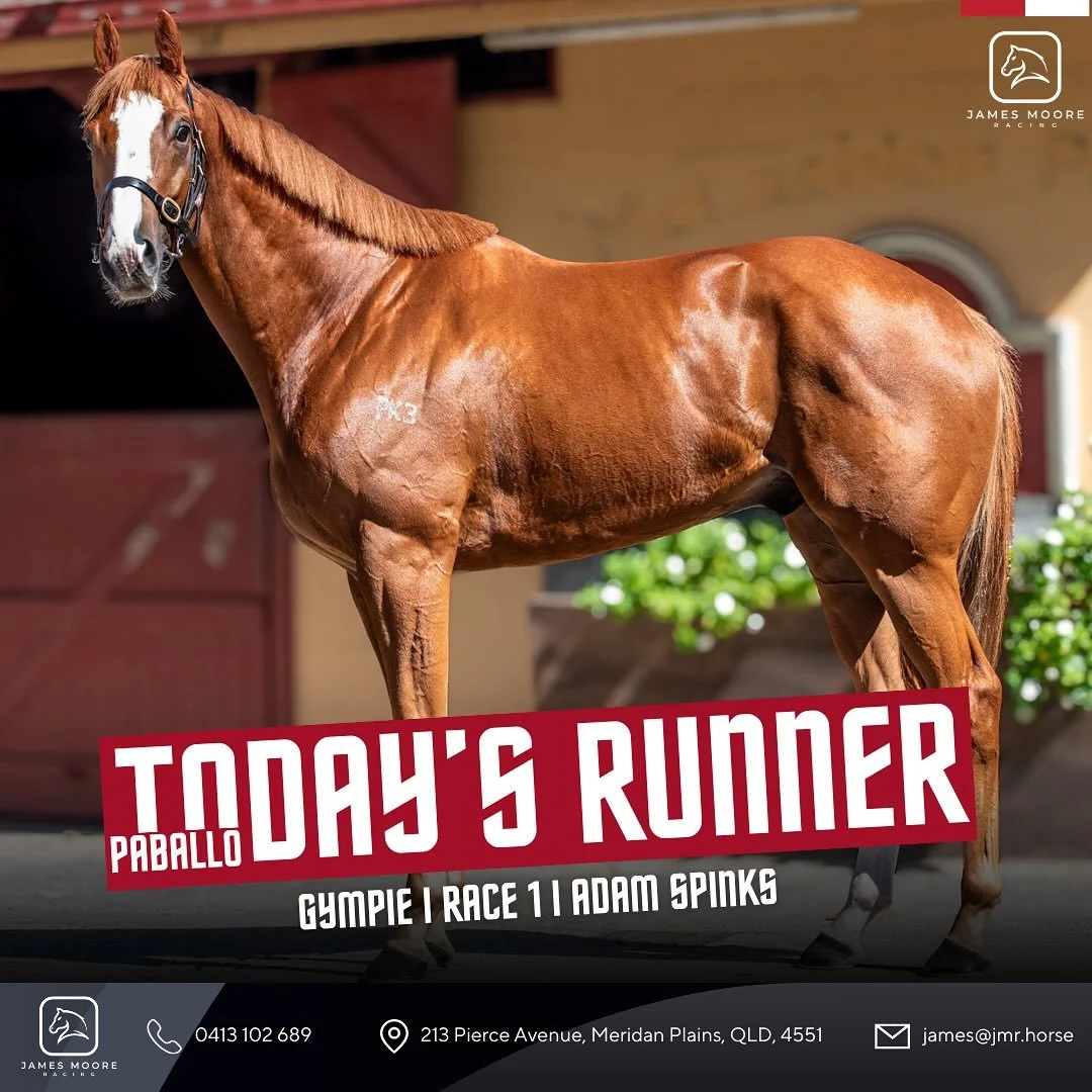 🔥 Today’s Runner – Paballo 🔥
First-up today off a nice break, Paballo steps out in Race 1 at Gympie with Adam Spinks aboard. Drawn perfectly in barrier 1, and he does enjoy this track, placing in 2 of his 3 starts here.
Looking forwar