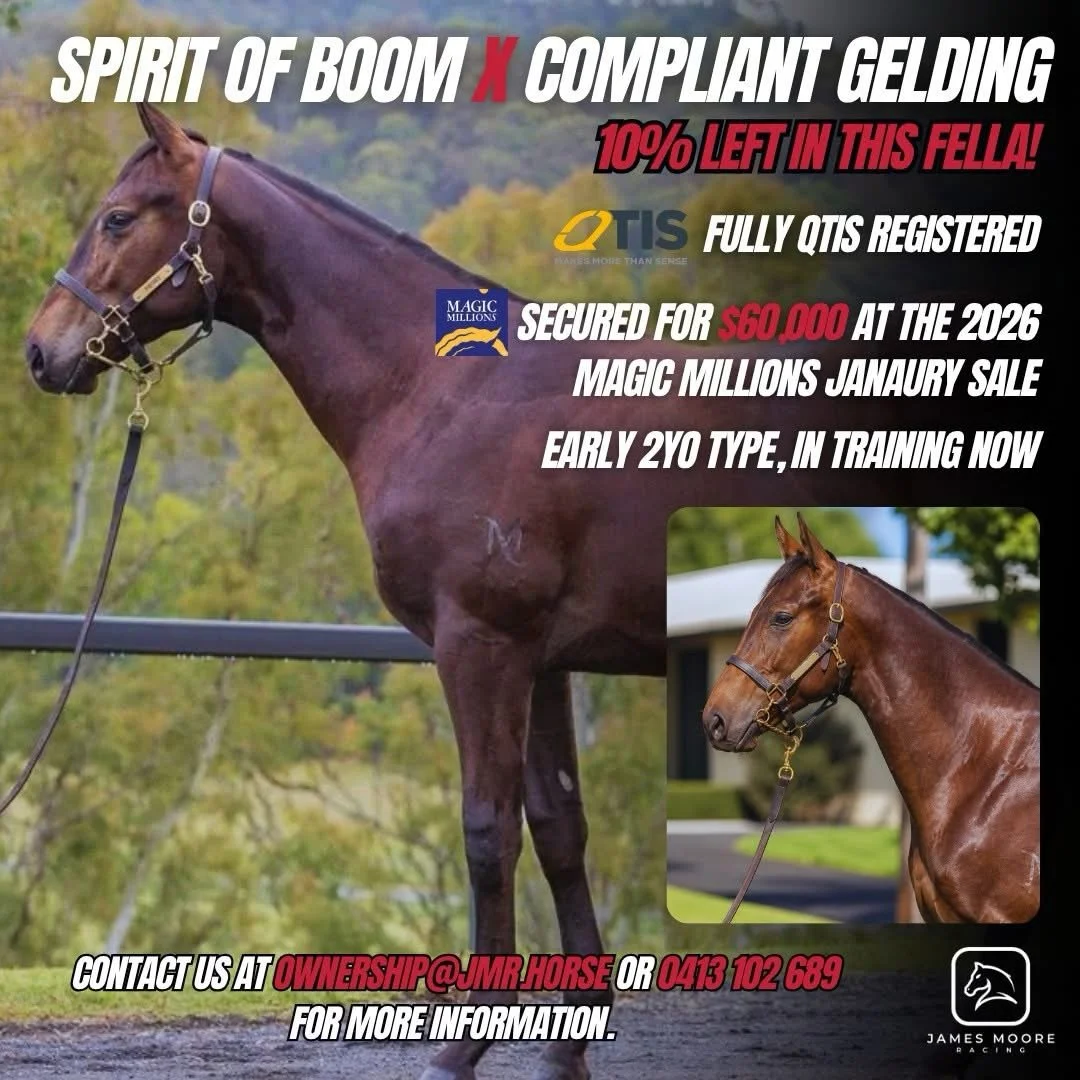 This Spirit Of Boom x Compliant gelding was secured from the 2026 Magic Millions January Sale and has recently completed his breaking in process, returning to the stable in great order.

He&rsquo;s a strong, athletic type, fully QTIS registered, and 