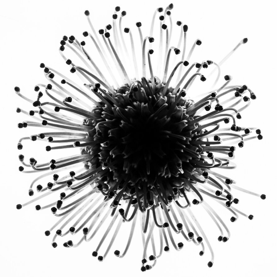 Magma Evenings #2  Apolline Isnard: du studio à la galerie