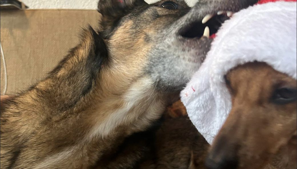 Merry X-mas and a happy 2026!