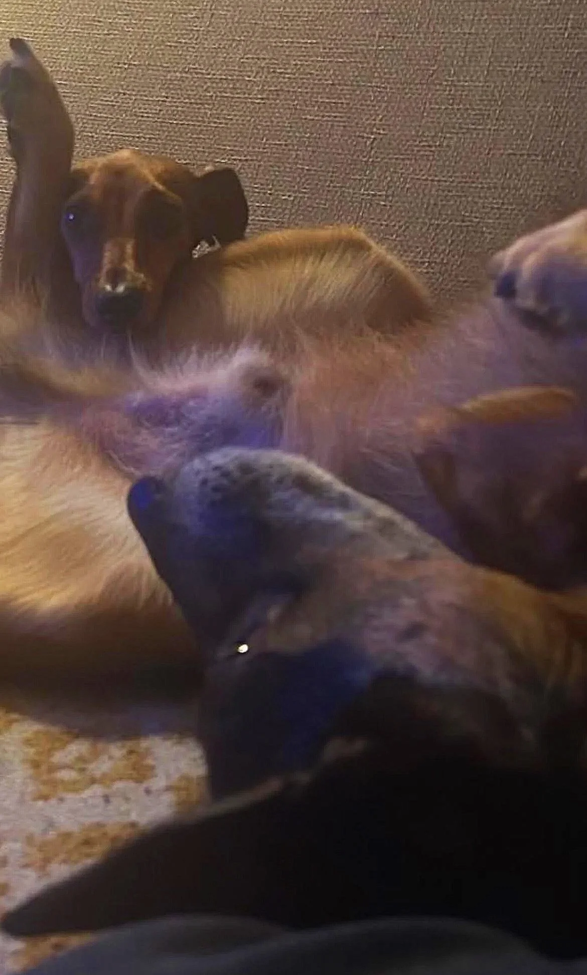 teo and perla double dutch magazine