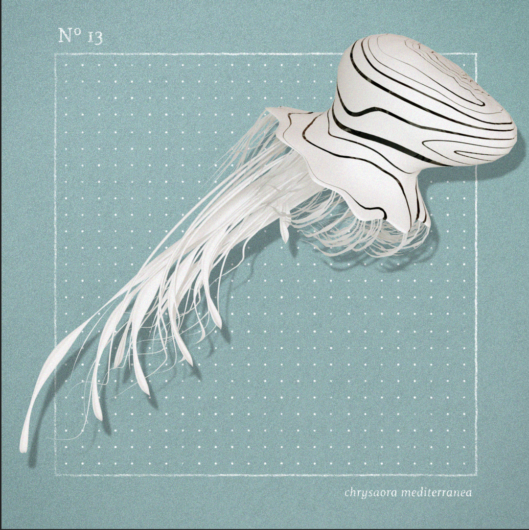 Illustration eines Quallenmotivs, vor einem hellblauen Hintergrund. Der Text auf der Illustration lautet "No 13" und "chrysaora mediterranea". Die Qualle würde mit C4D modelliert und animiert.