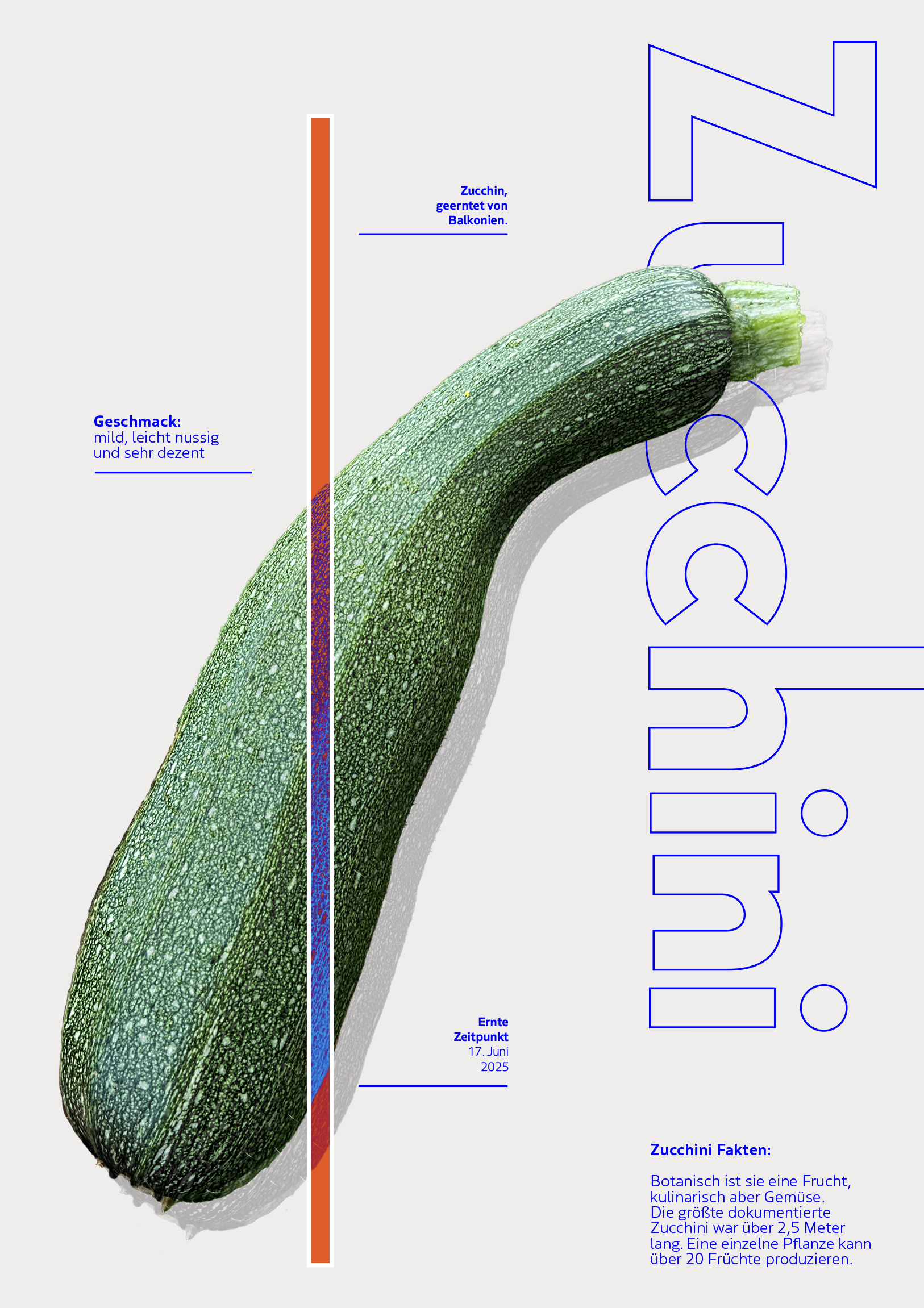 Ein Bild eines Zucchinis mit deutschen Texten, die Fakten über Zucchini präsentieren, beispielsweise Geschmack, Herkunft, Erntedatum und botanische Informationen.