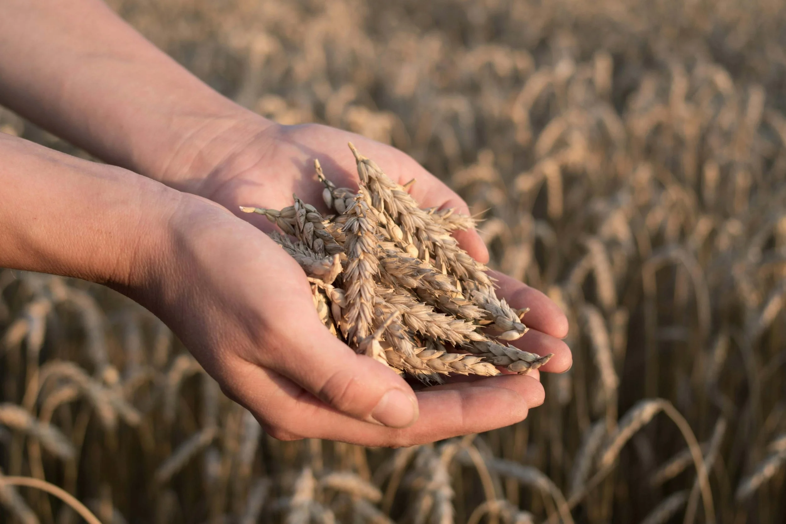 Basmati rice grains in hands during harvesting before hand selection process