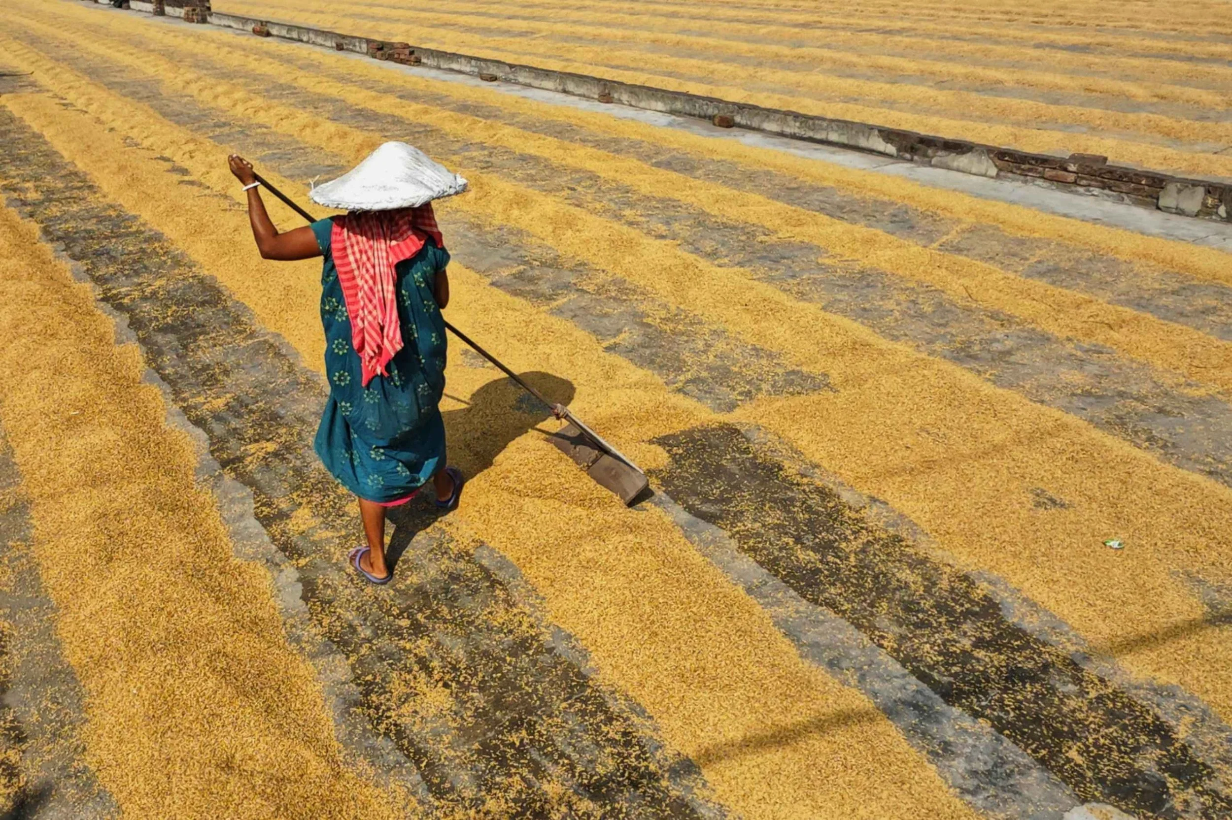 farmer sorting golden high-quality basmati rice grains